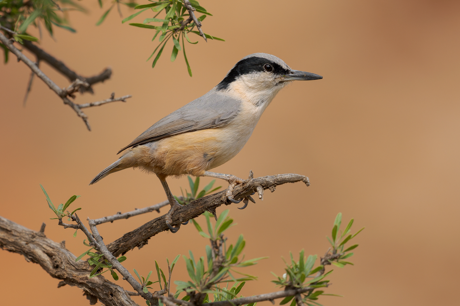 Picchio muratore di roccia orientale