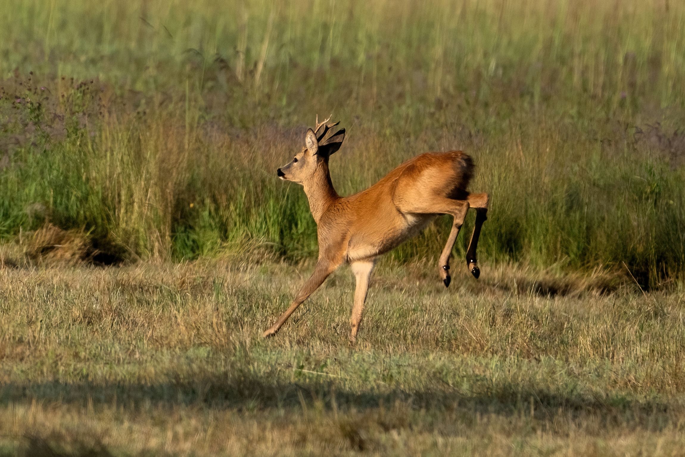 Capriolo (Capreolus capreolus)