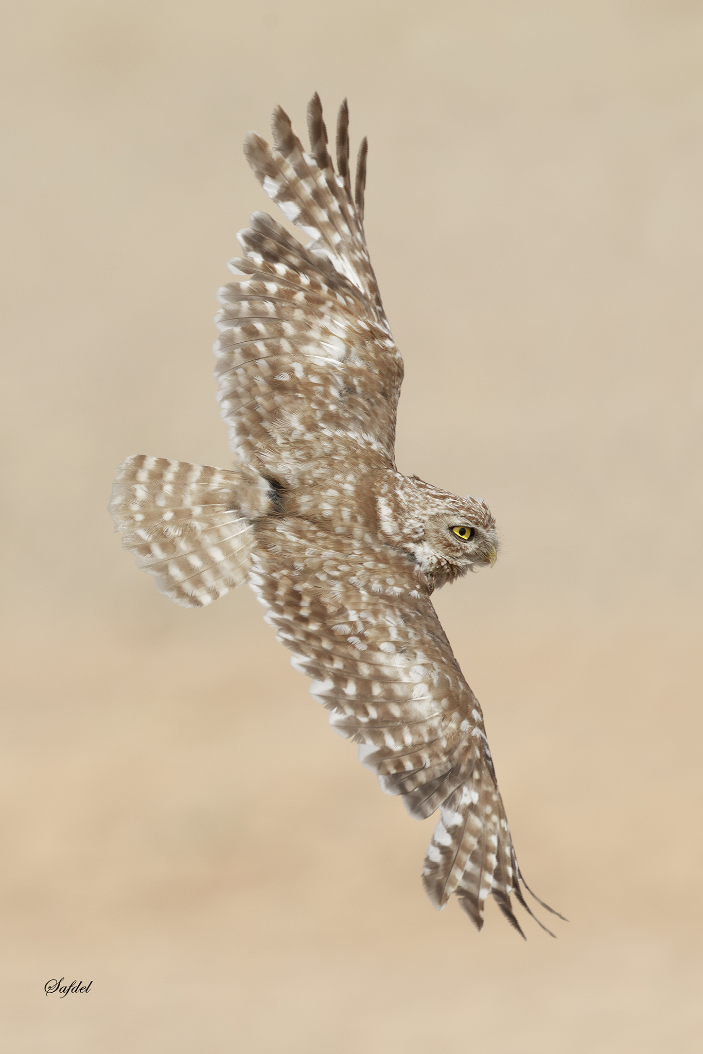 Little Owl Fly shot