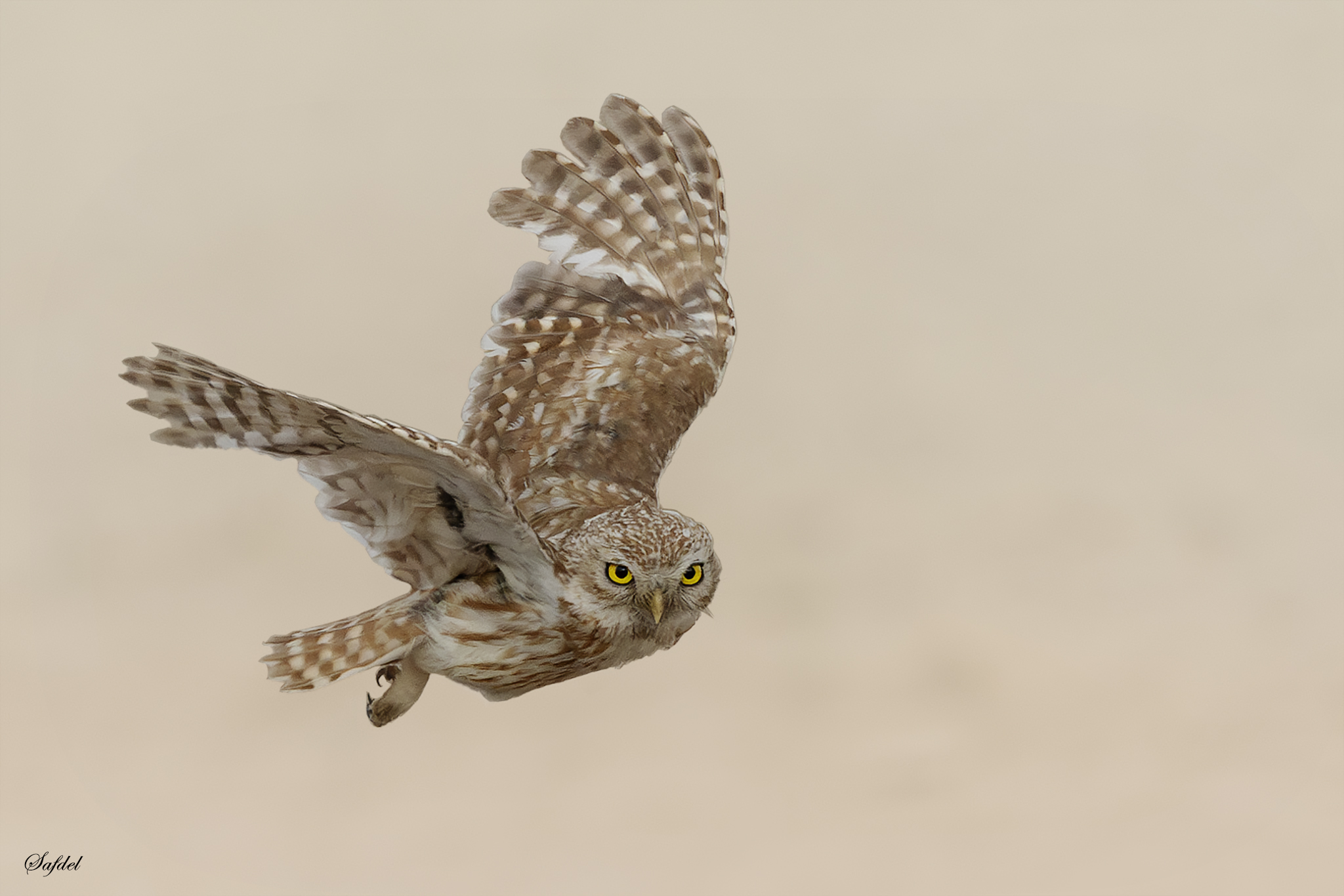 Little Owl Fly shot