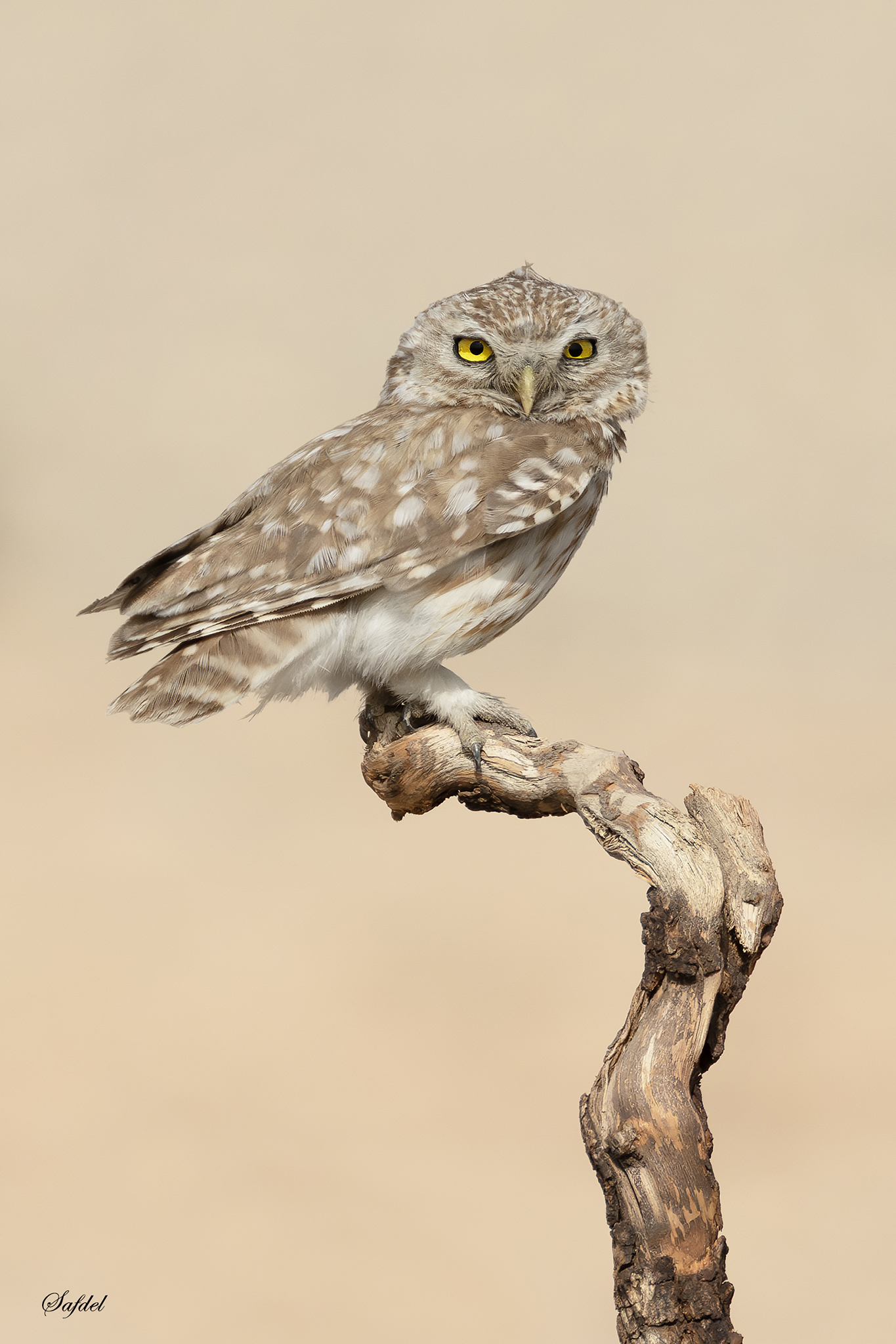 Little Owl