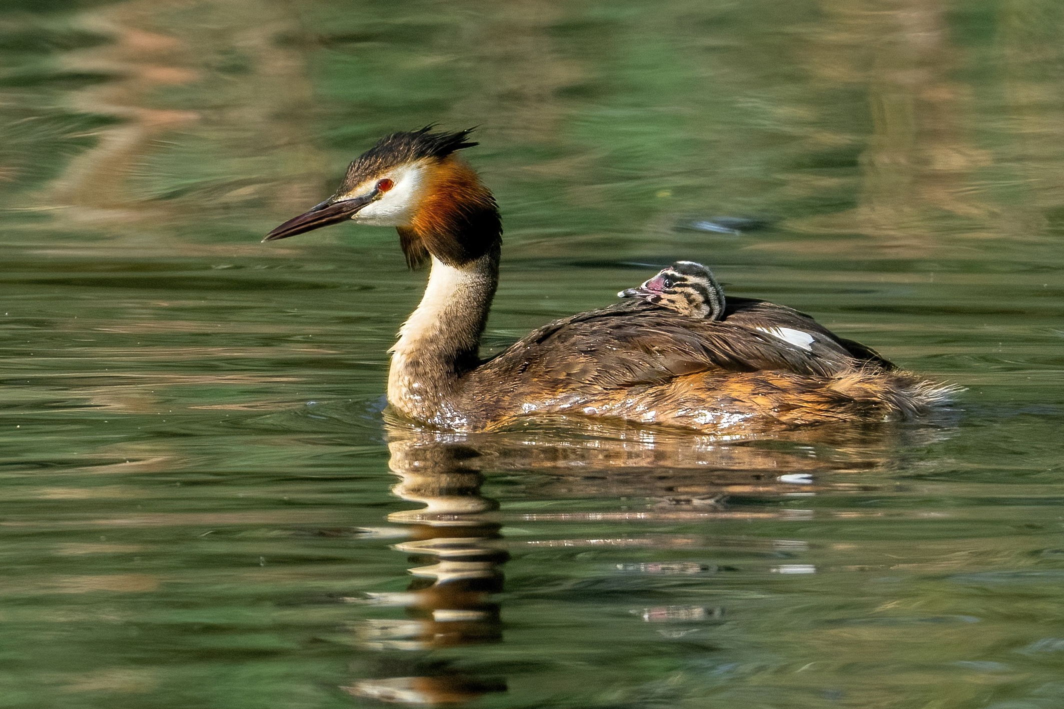 Mother Grebe with the baby on board