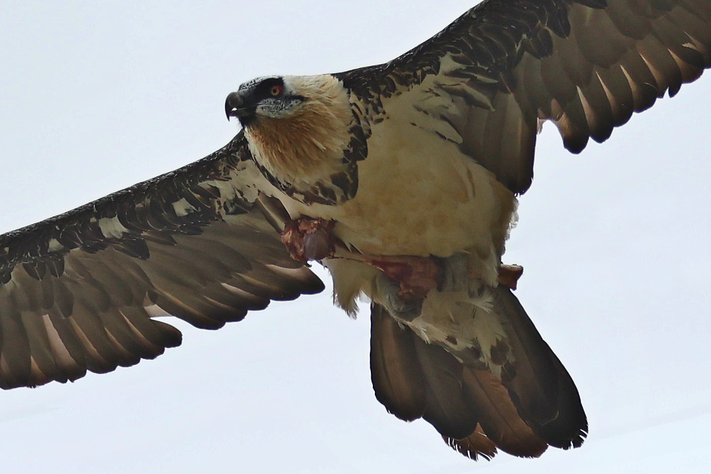 The bearded vulture brings home dinner