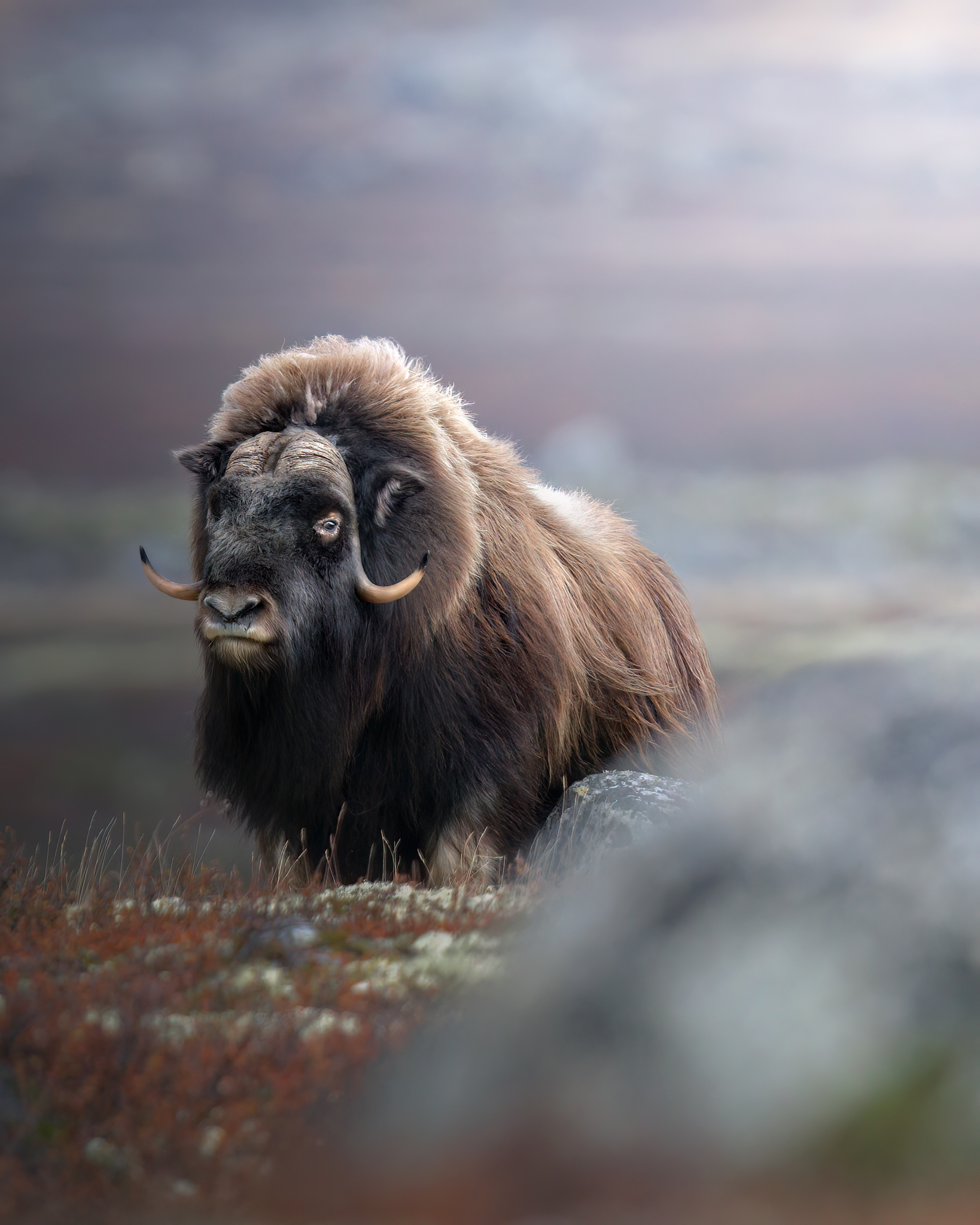 The musk ox in autumn dress