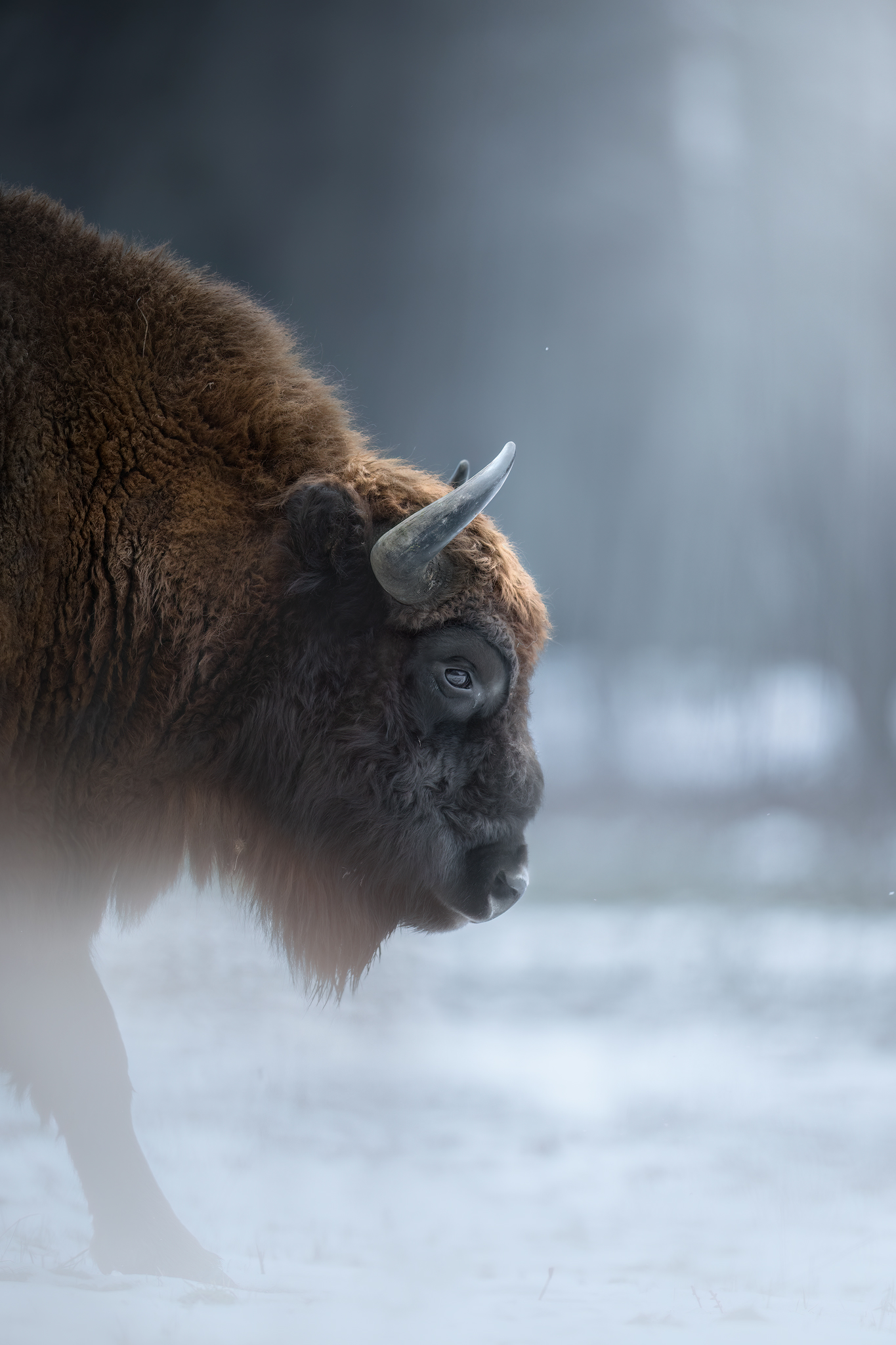 European bison in the frigid Polish forest