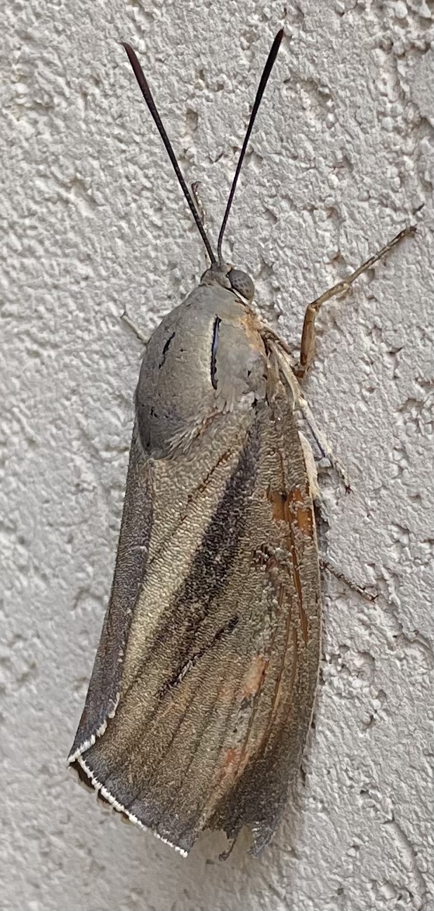 Farfalla crepuscolare a riposo