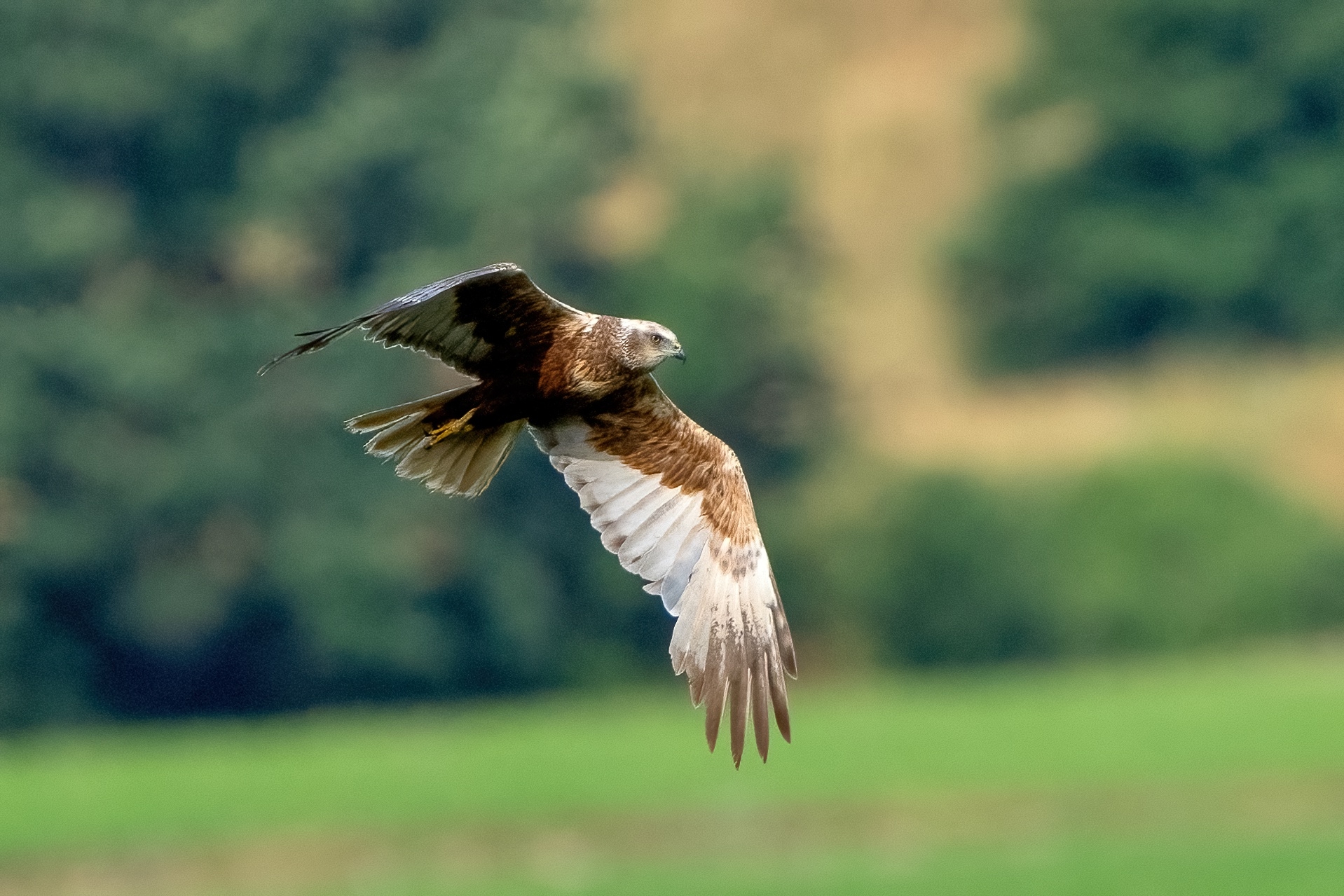Marsh Harrier (Circus aeruginosus)