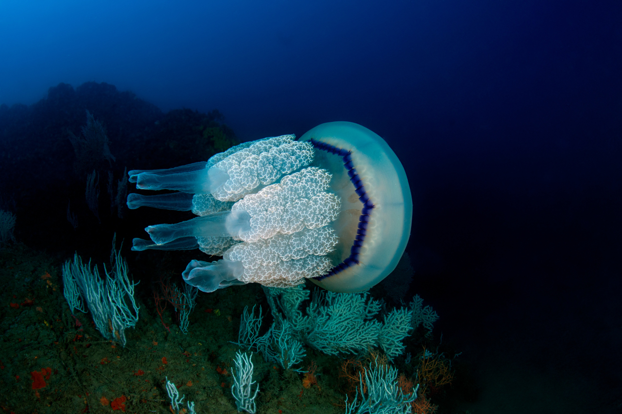 Medusa polmone  Tino Sp
