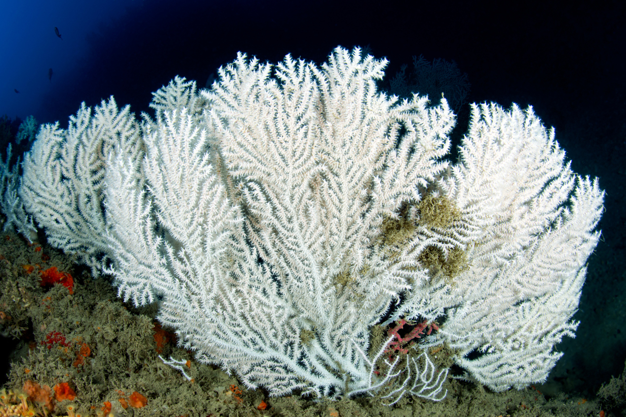 Gorgonie Tino Sp