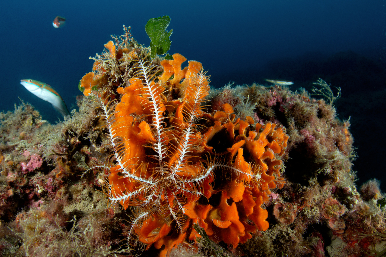 Crinoide Tino Sp