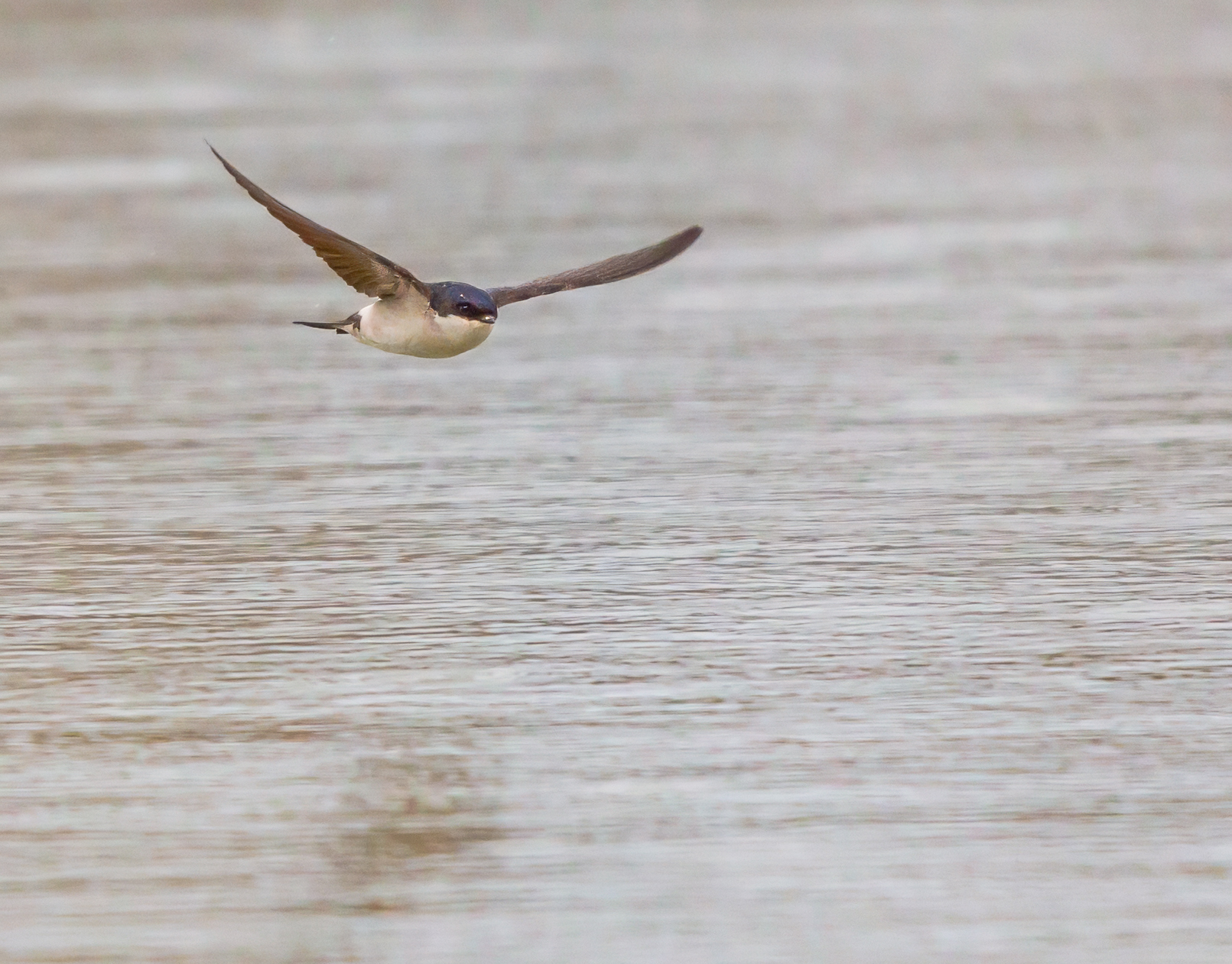 Swallow on the water