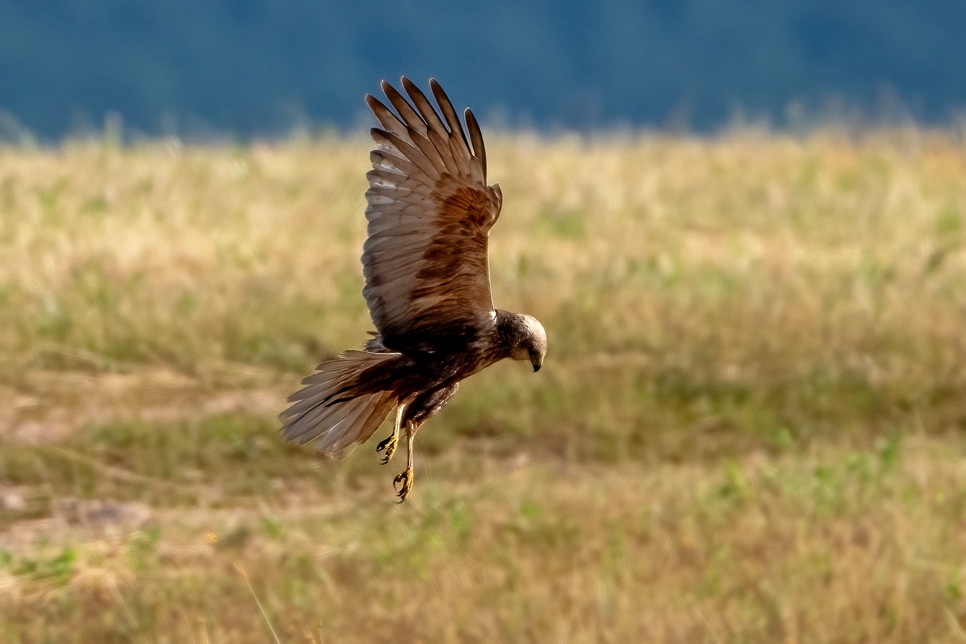 Male Marsh Harrier Hunting