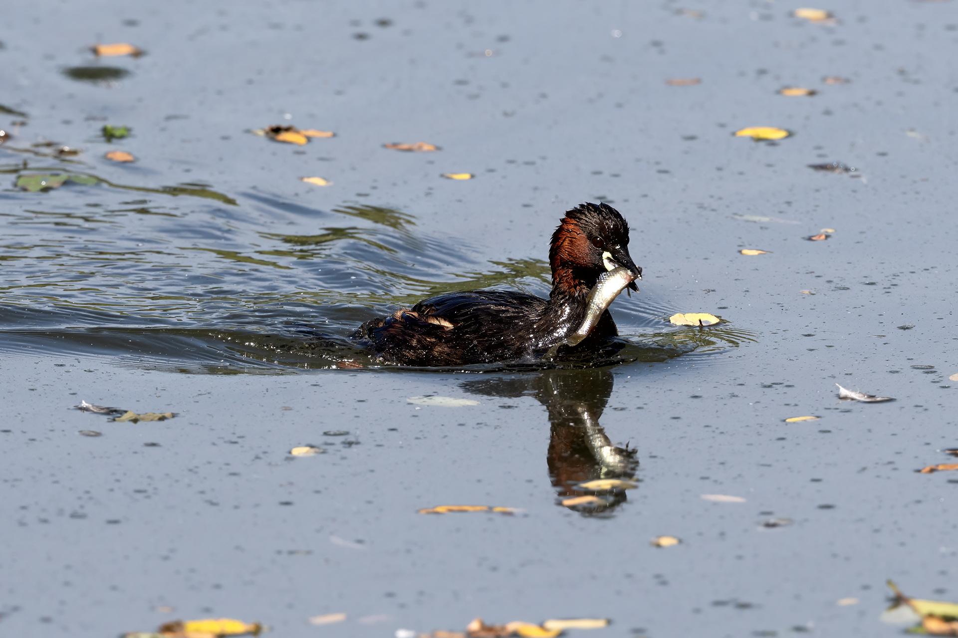 Little Grebe with Fish (Tachybaptus ruficollis)