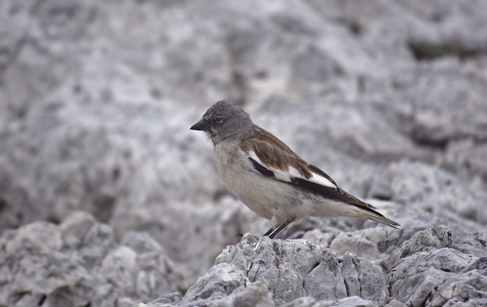 Alpine Finch