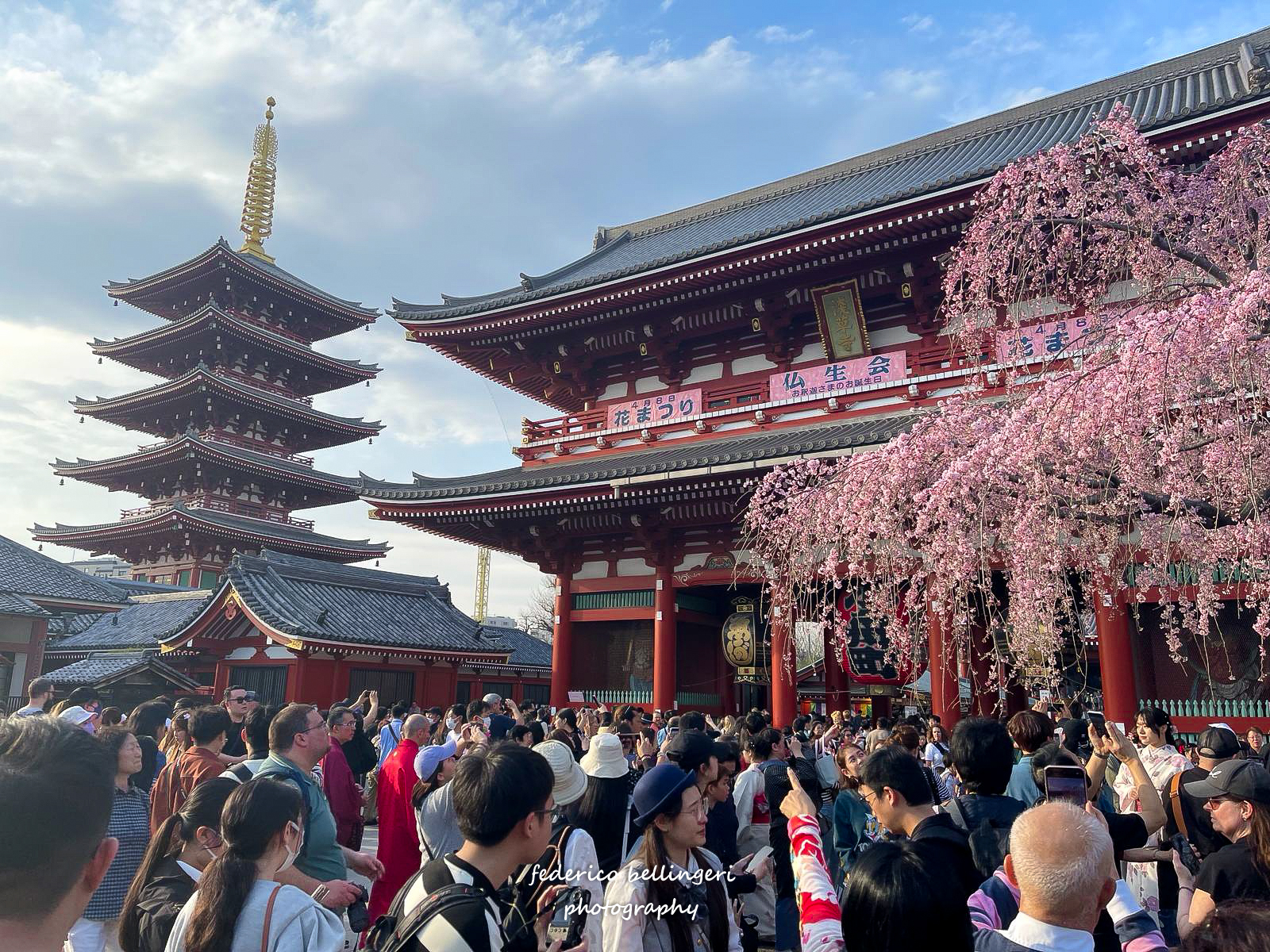 Sakura - cherry blossoms