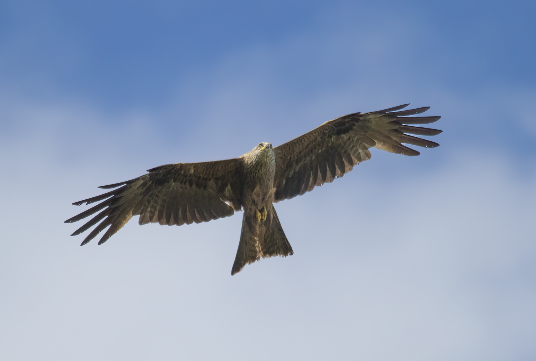 Nibbio bruno (Milvus migrans)
