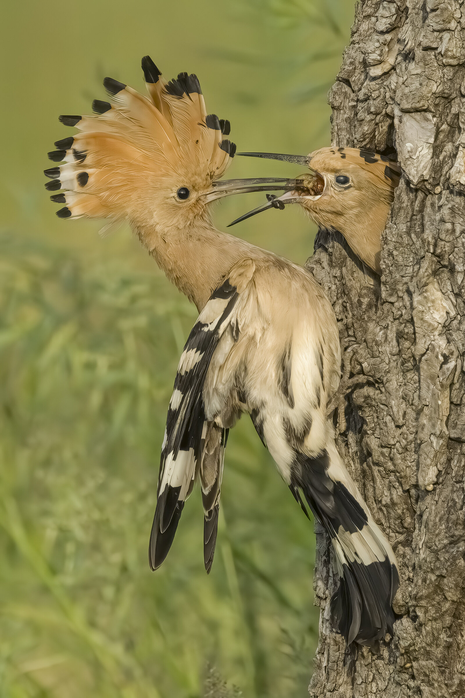 Hoopoe