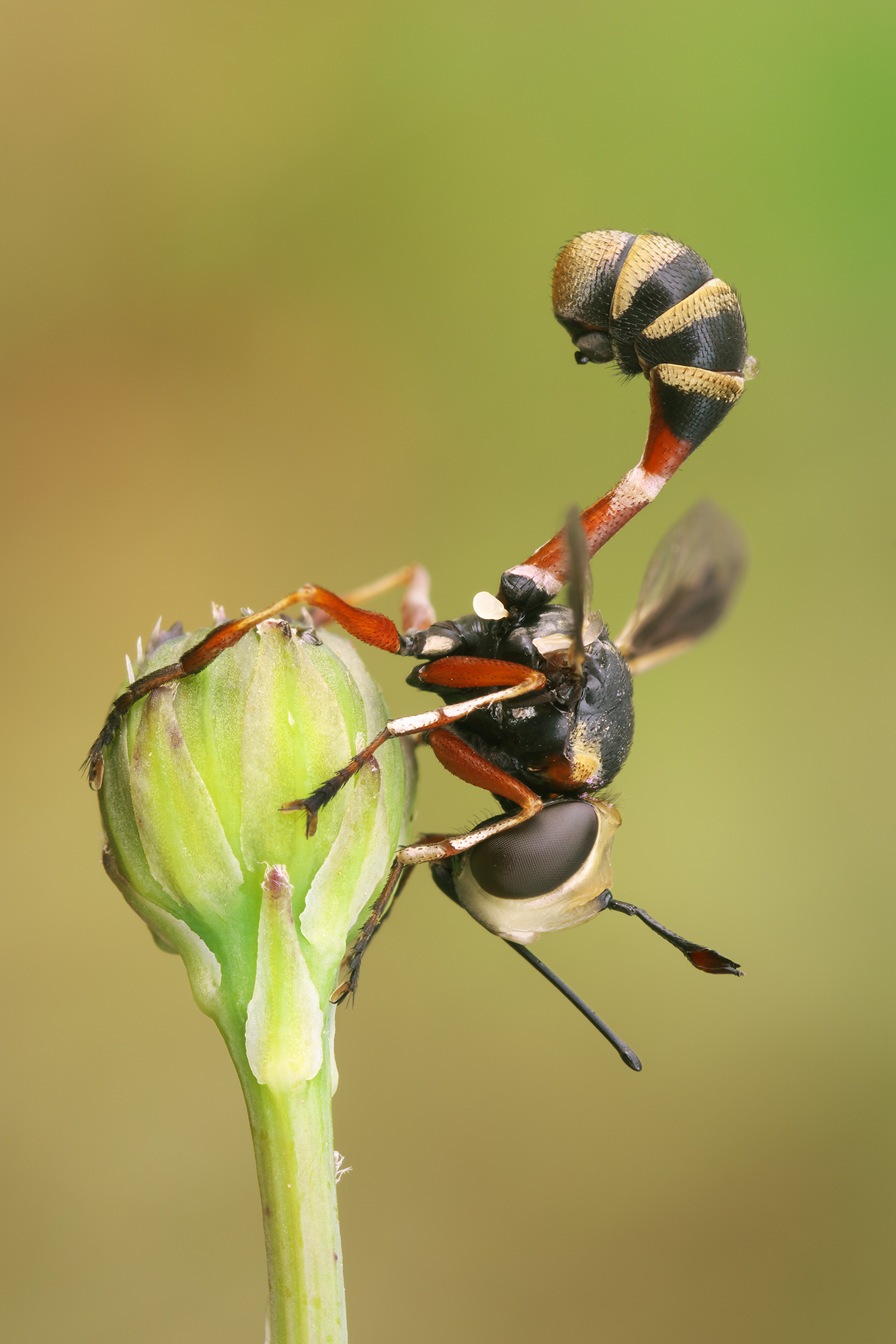 Physocephala vittata