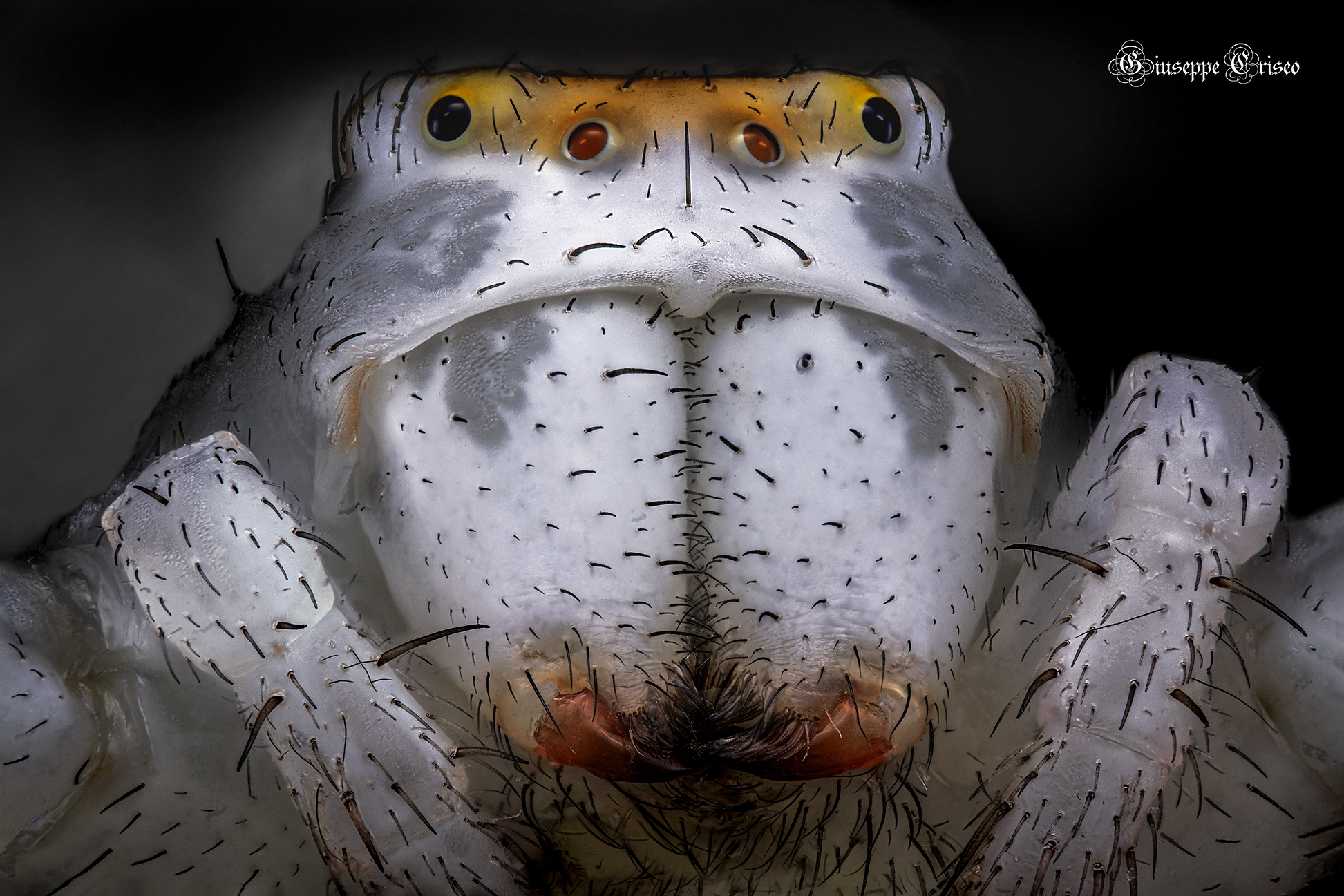 Thomisidae