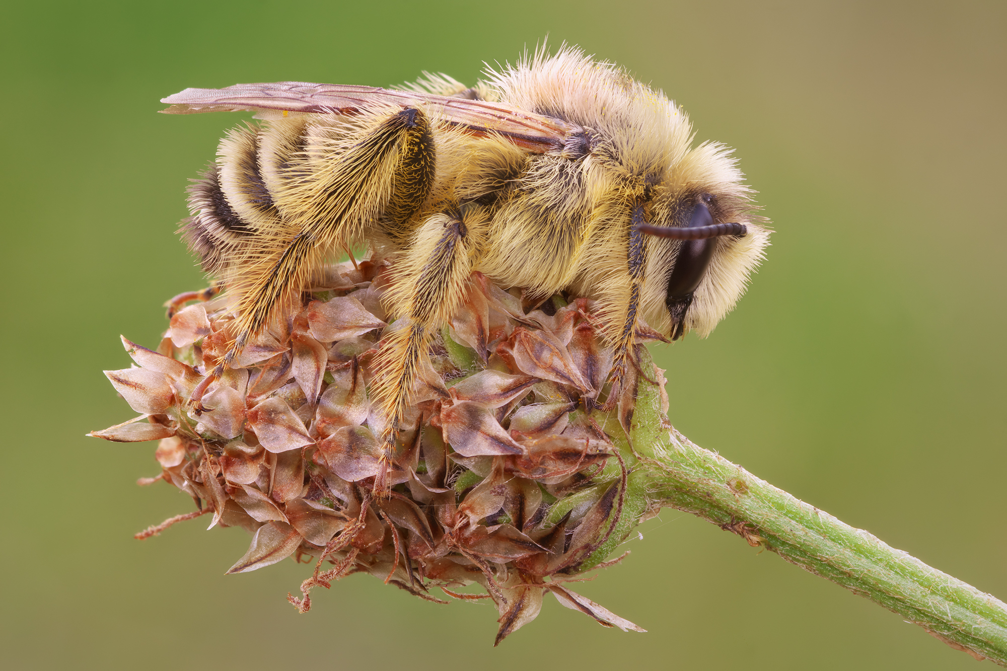 Dasypoda hirtipes