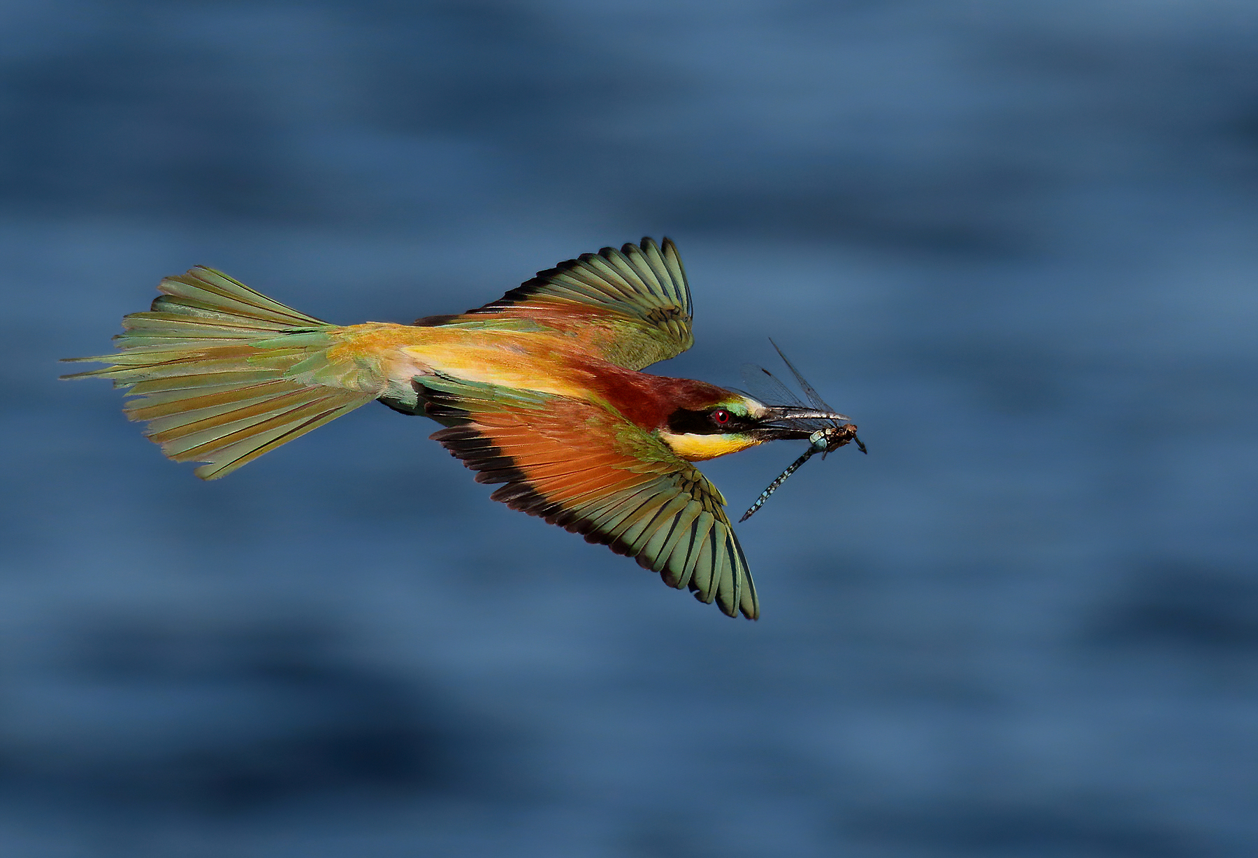 Sea Bee-eater with Prey