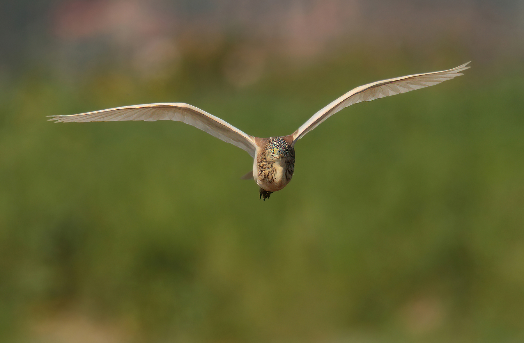 Sgarza ciuffetto in arrivooo