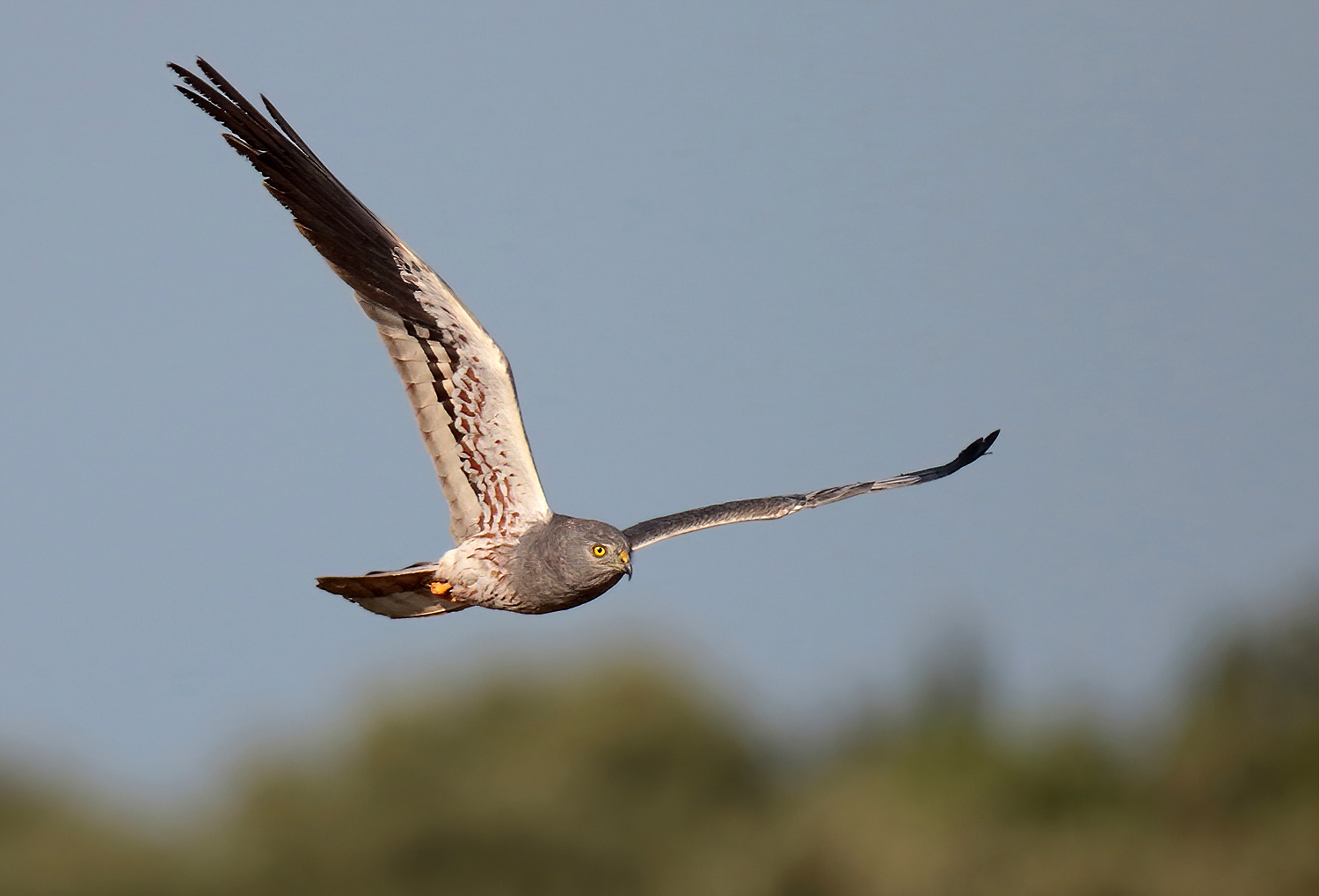 Albanella minore maschio