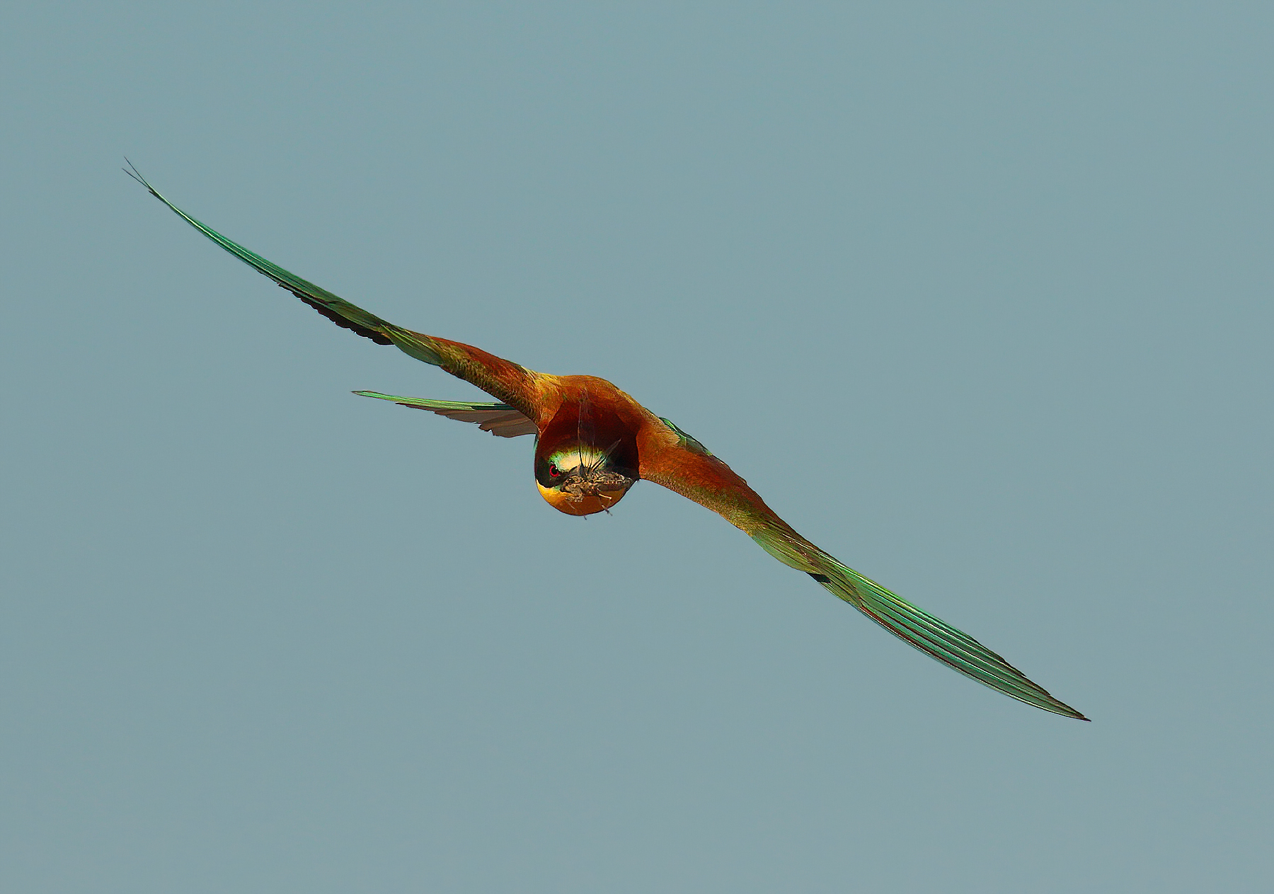 Front bee-eater with prey