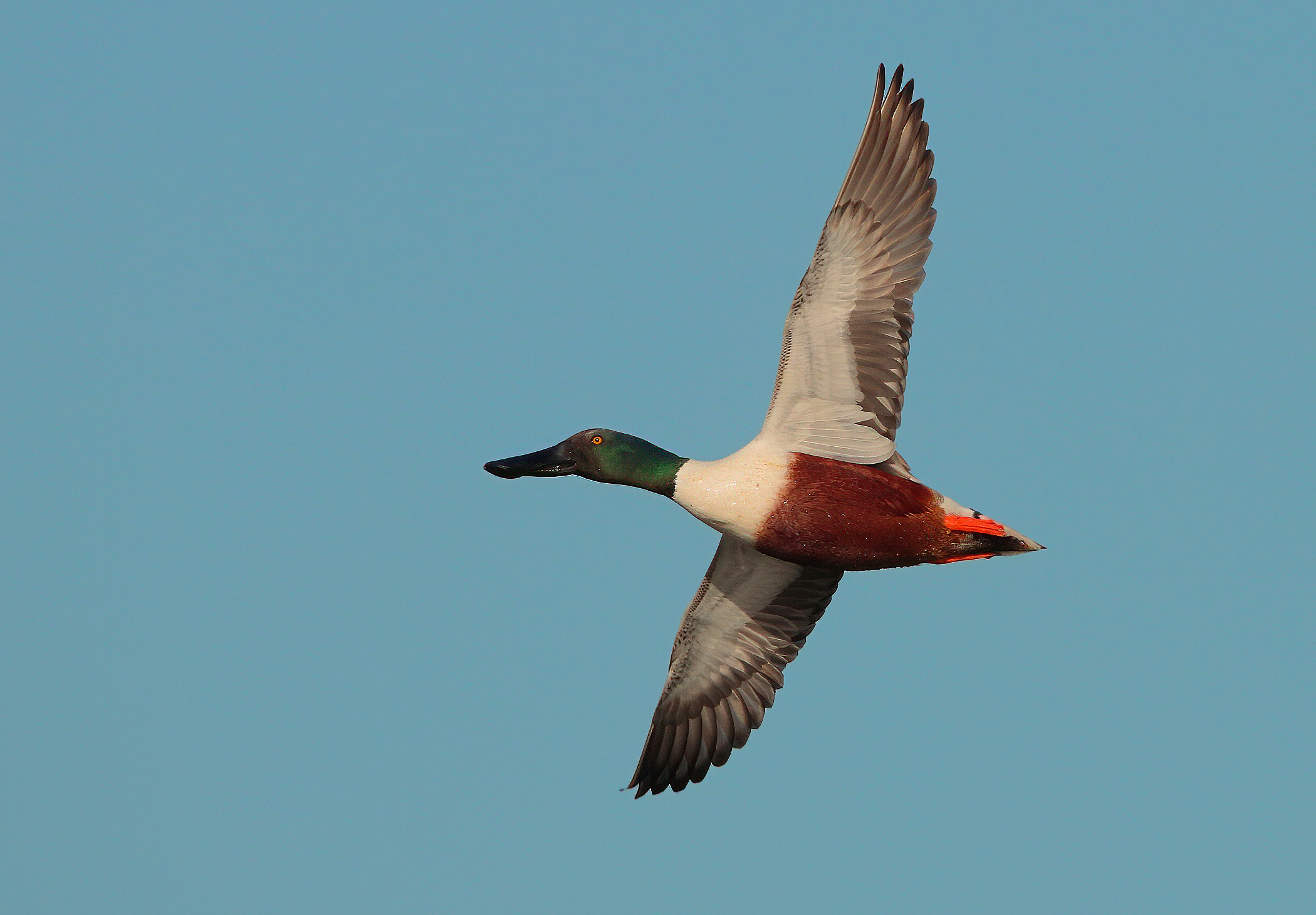 Mestolone maschio volante con 150-600 sport