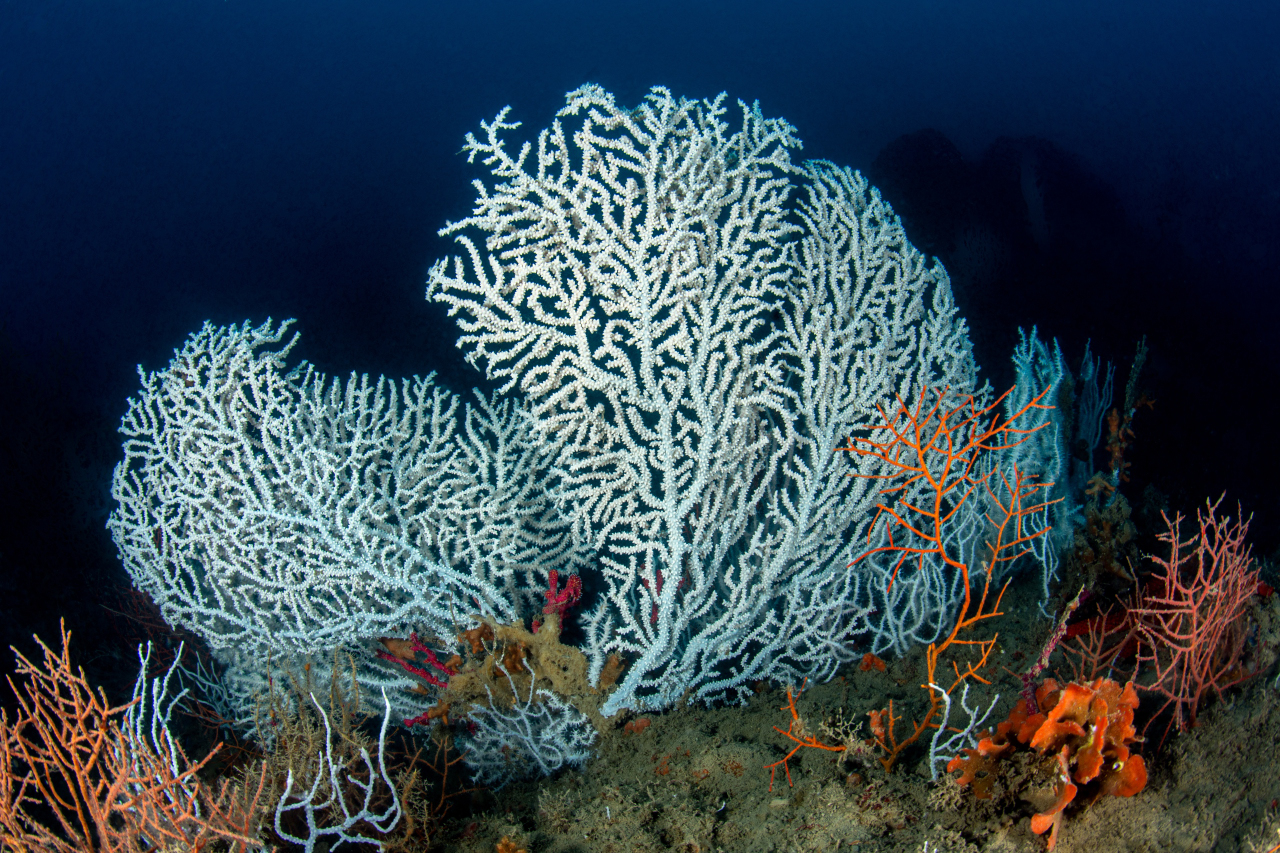 Gorgonie Tino Sp