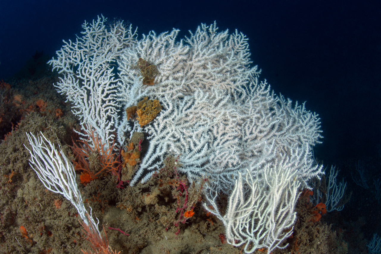 Gorgonie Tino Sp
