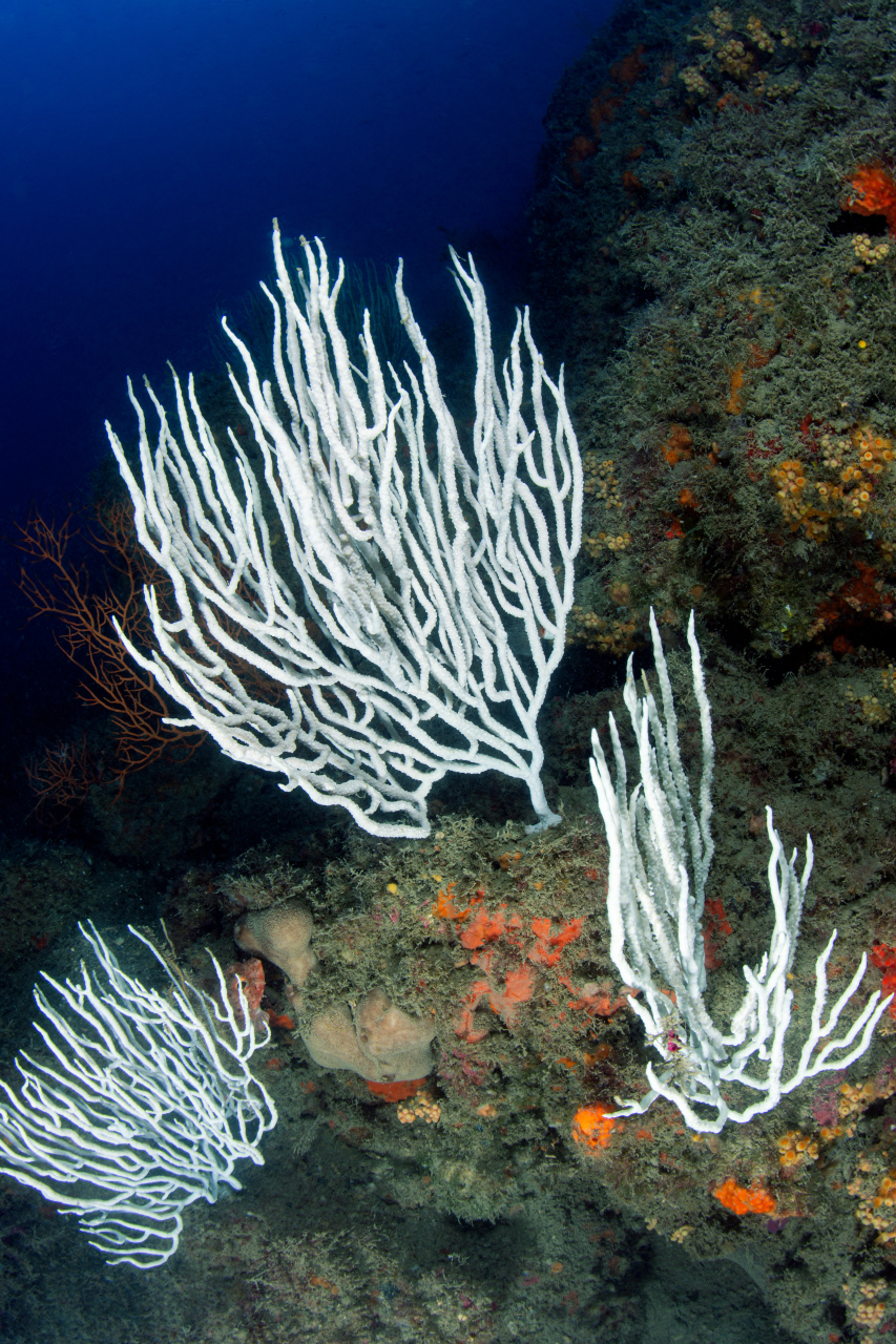 Gorgonie Tino Sp