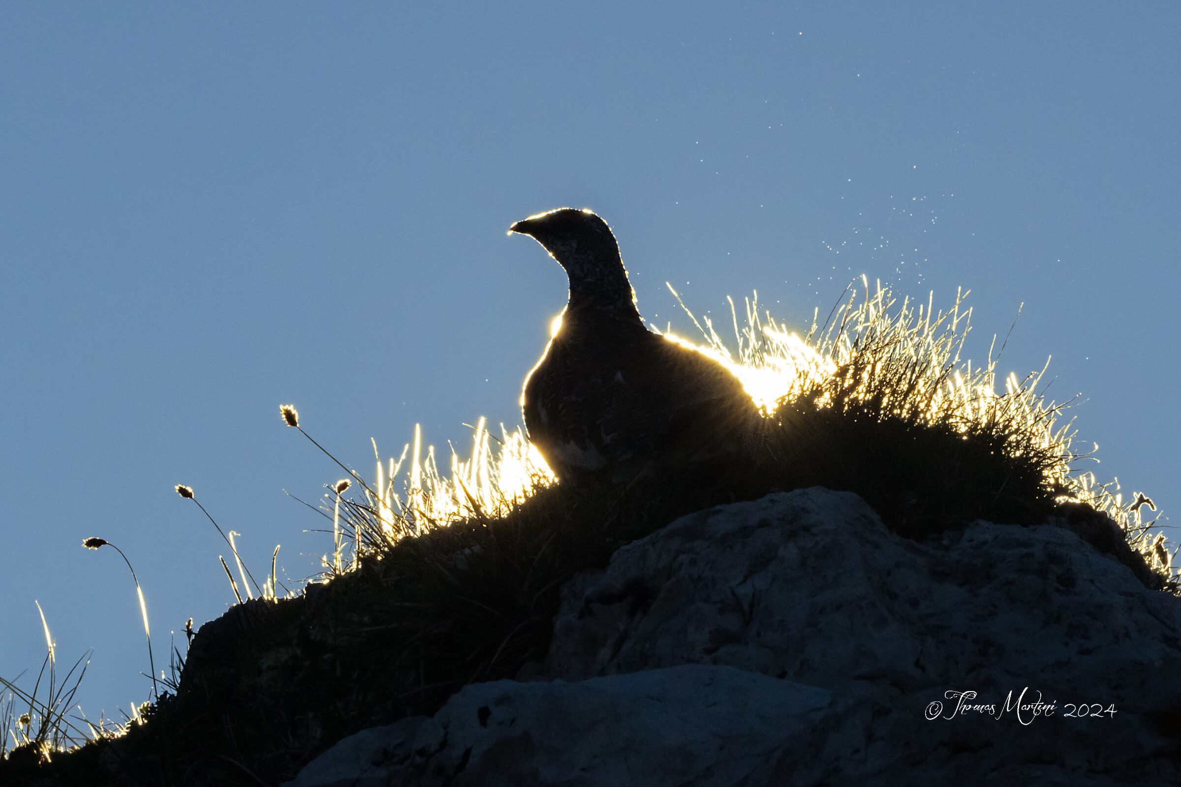 Partridge or "Arabian Phoenix"?!?