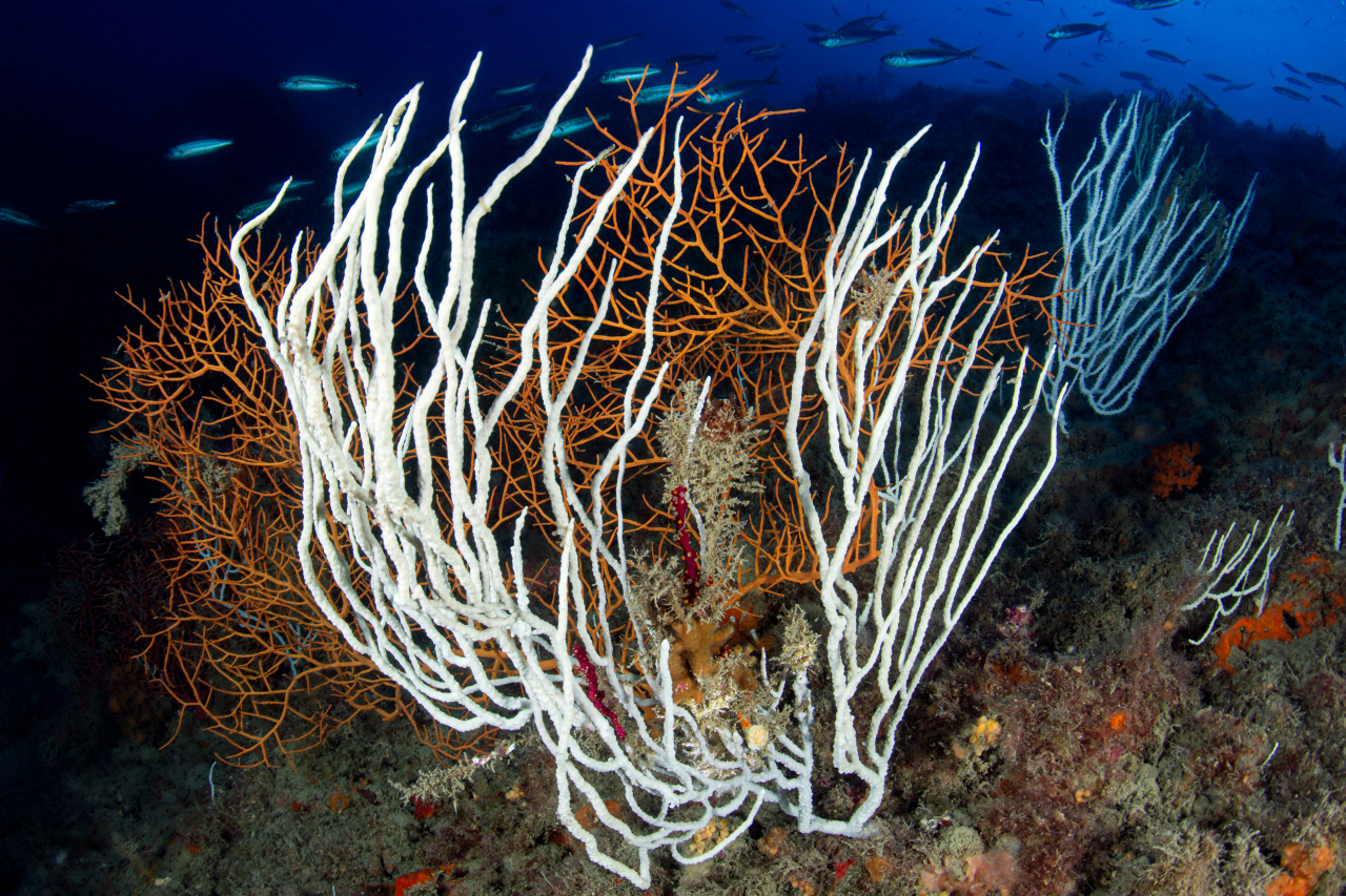 Gorgonie Tino Sp