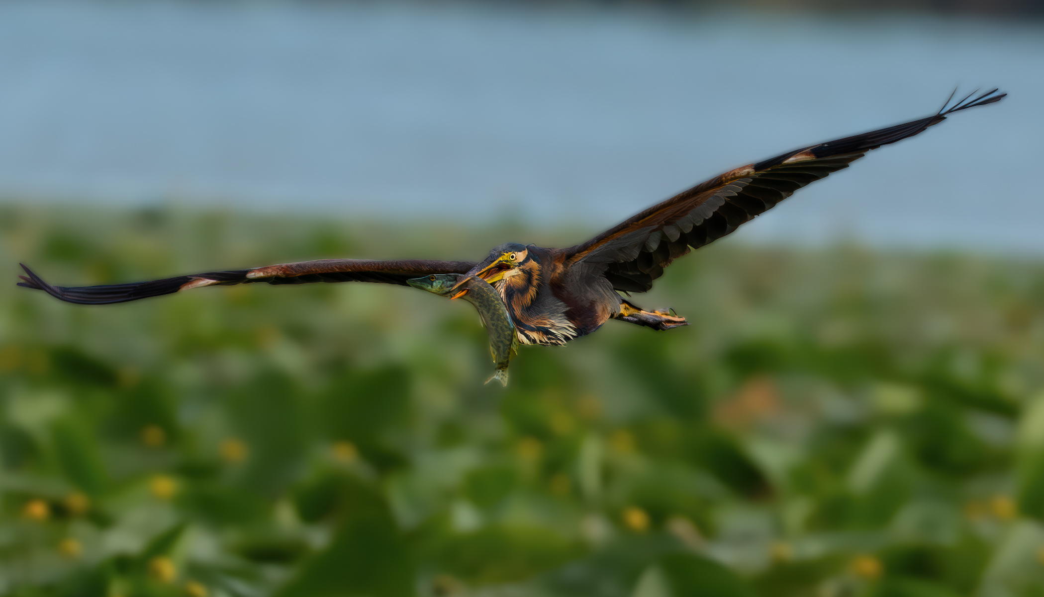 Heron in flight with prey