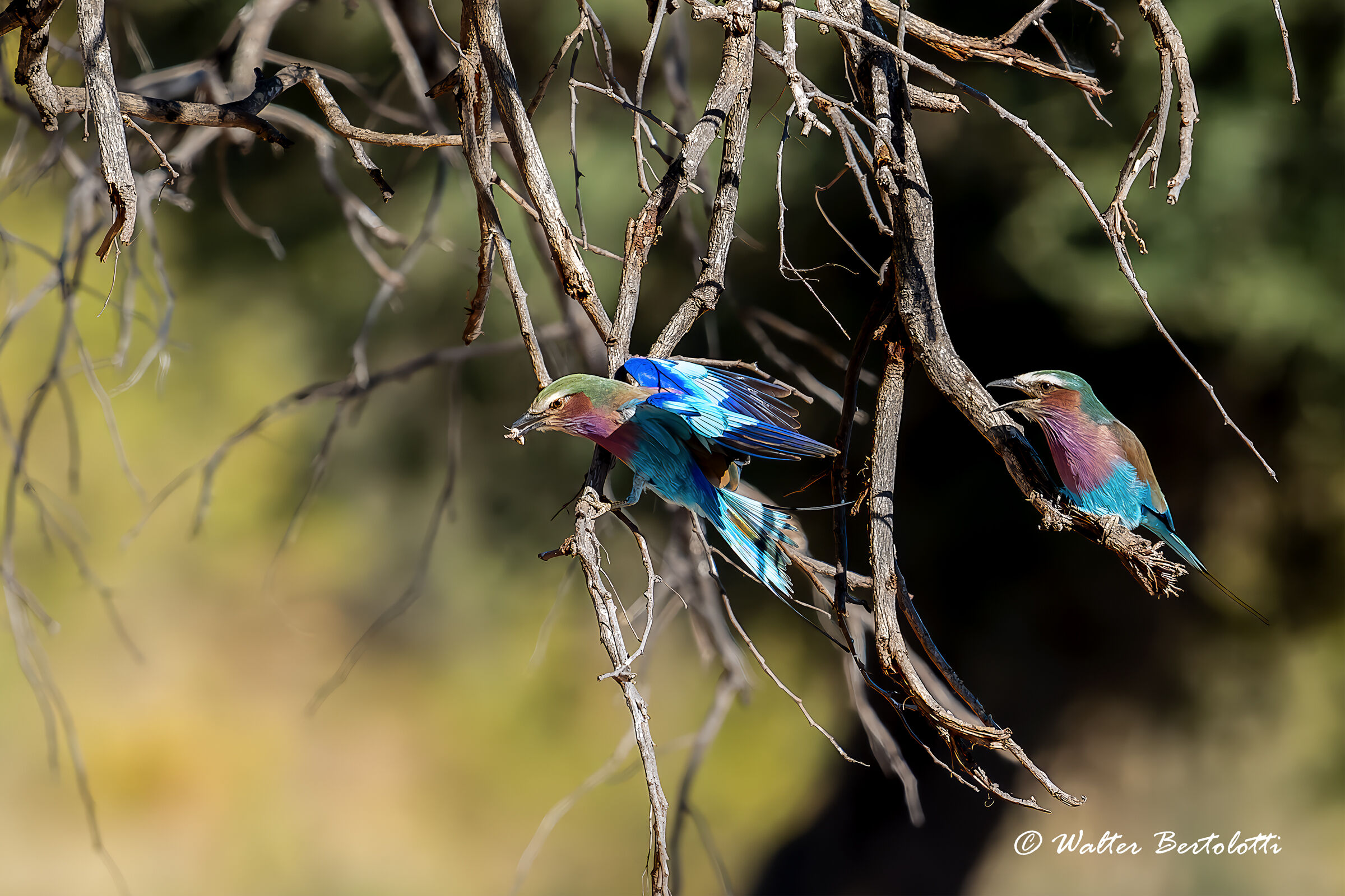 ghiandaia  pettolilla