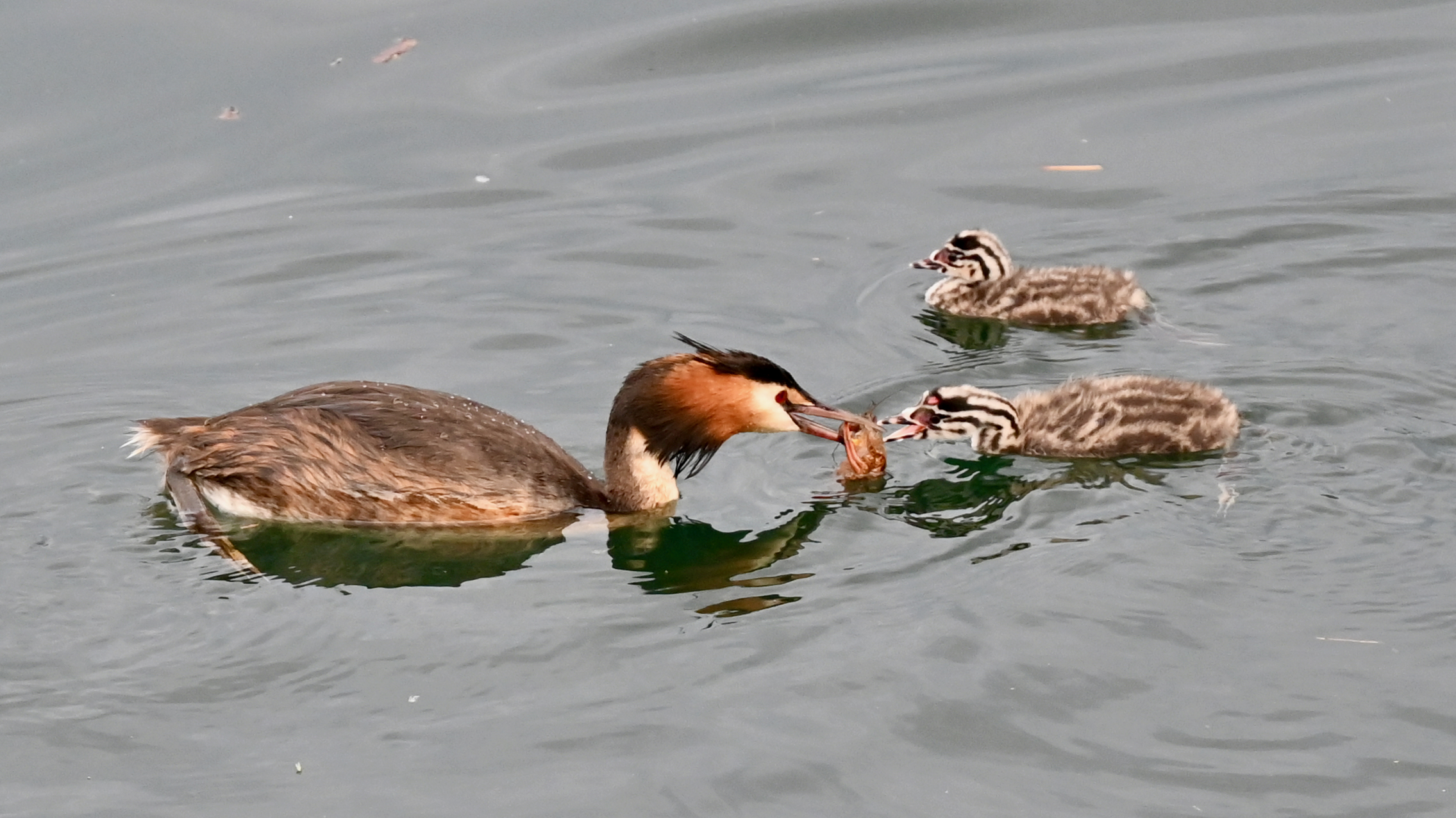 Grebe: a shrimp for you 3 !