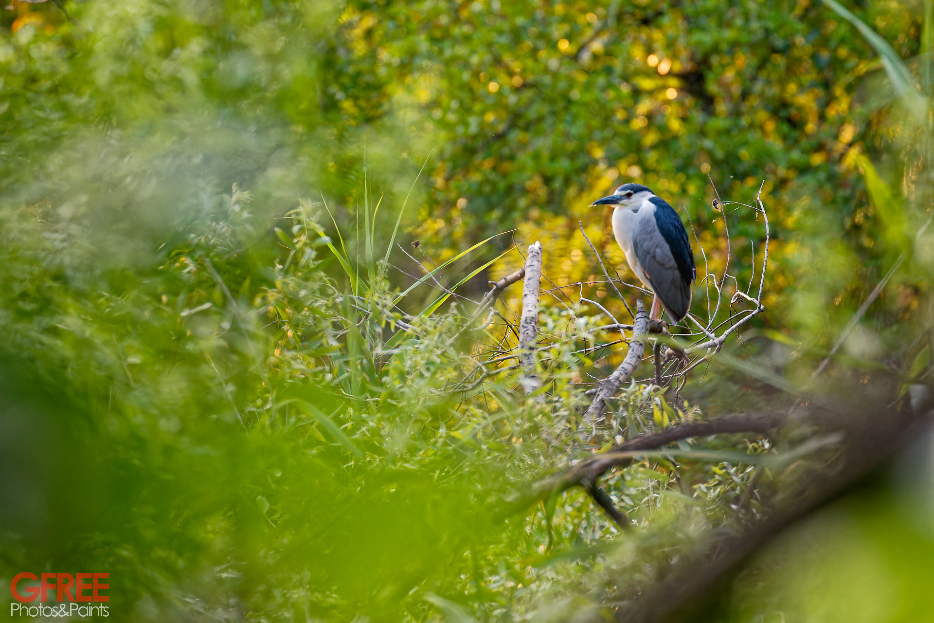 Nitticora alle Torbiere del Sebino