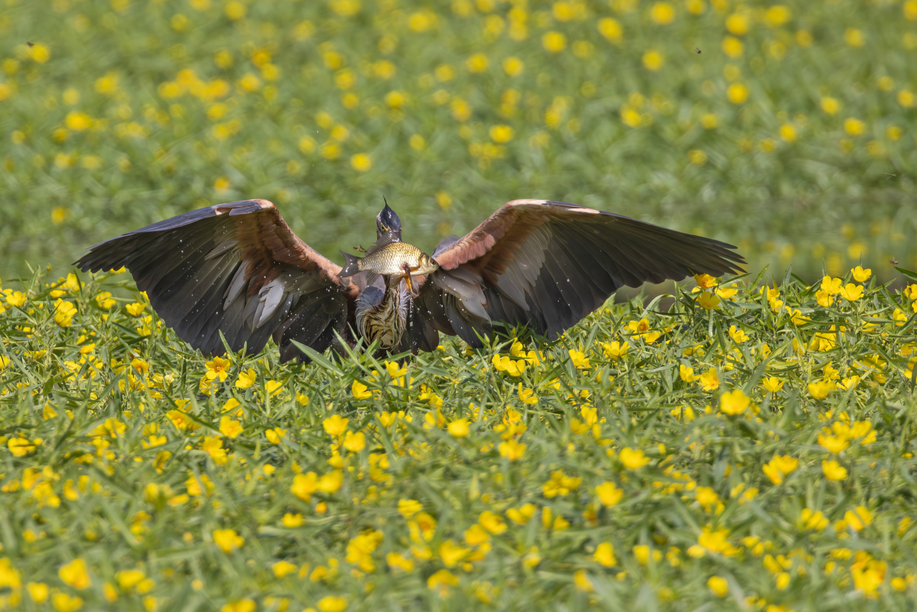 Captured purple heron
