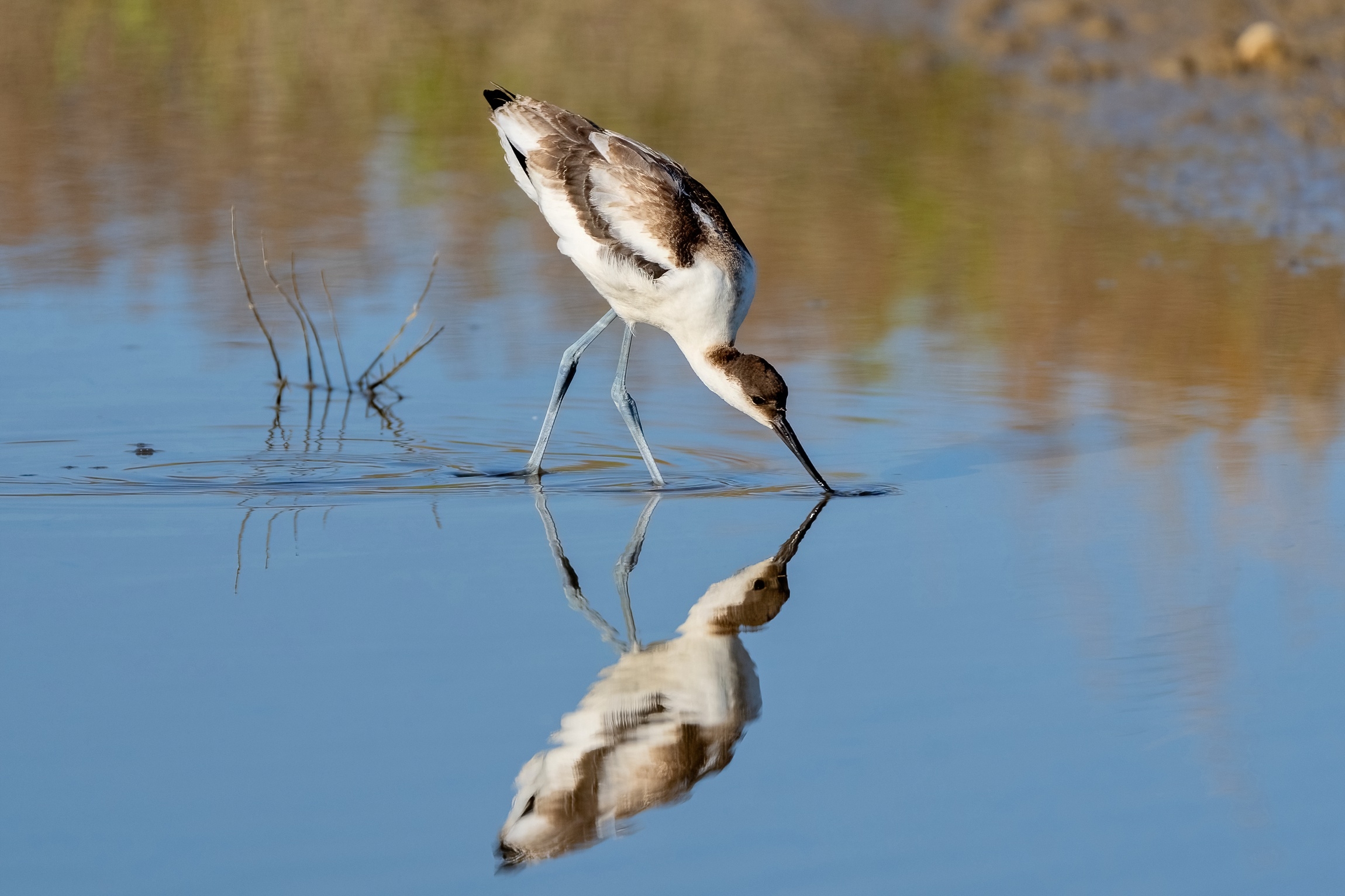 Avocet (Recurvirostra avosetta)