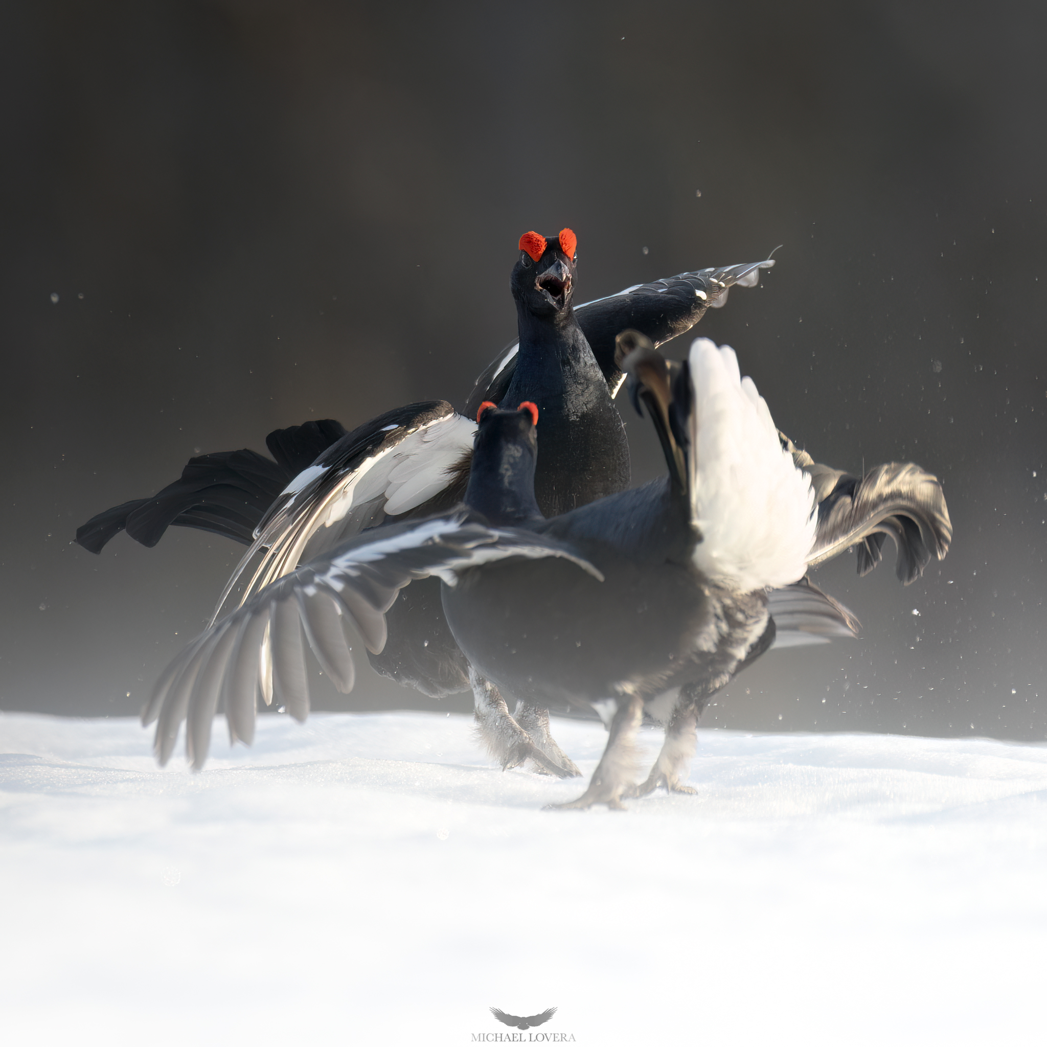 Black grouse