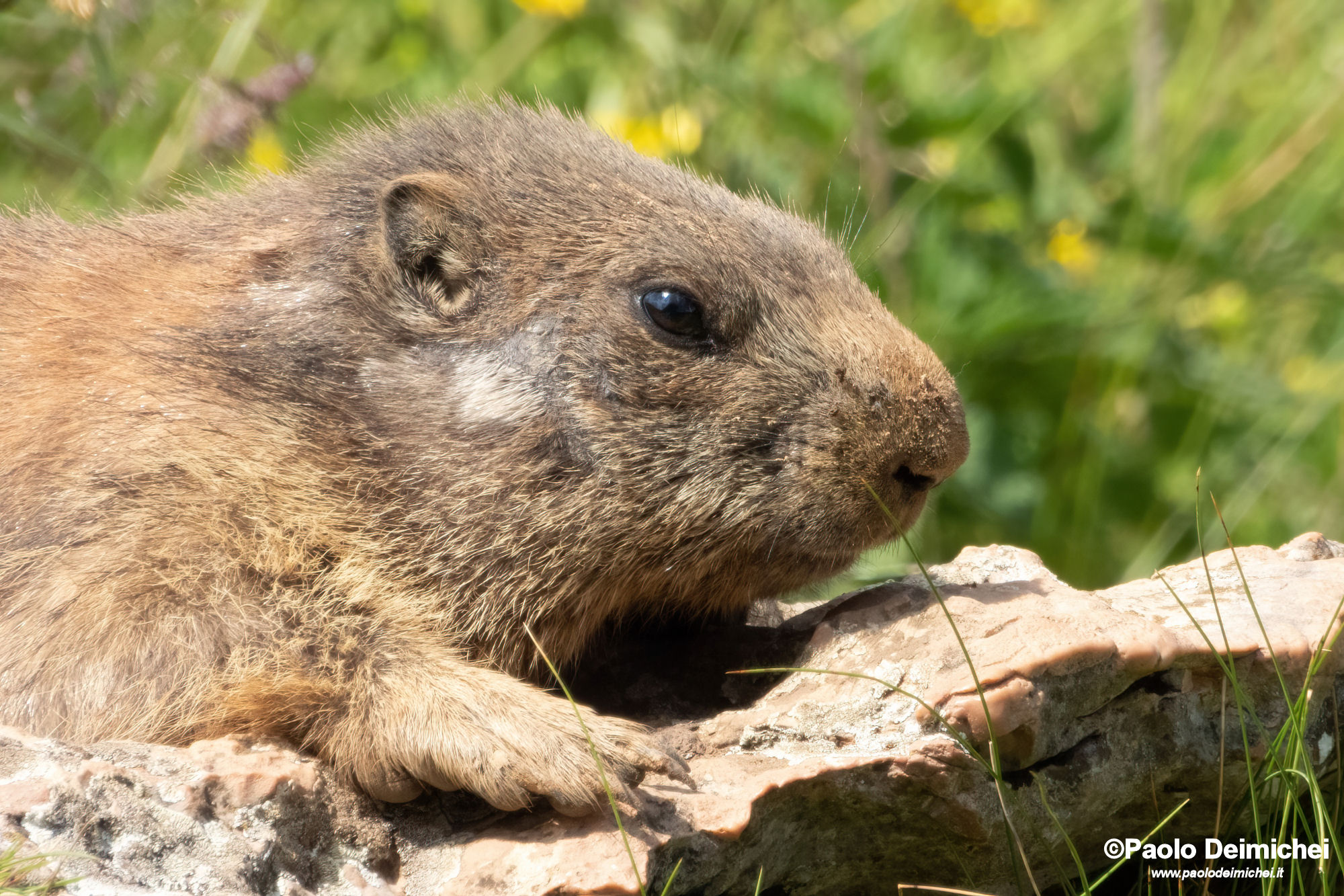 Marmot in the foreground