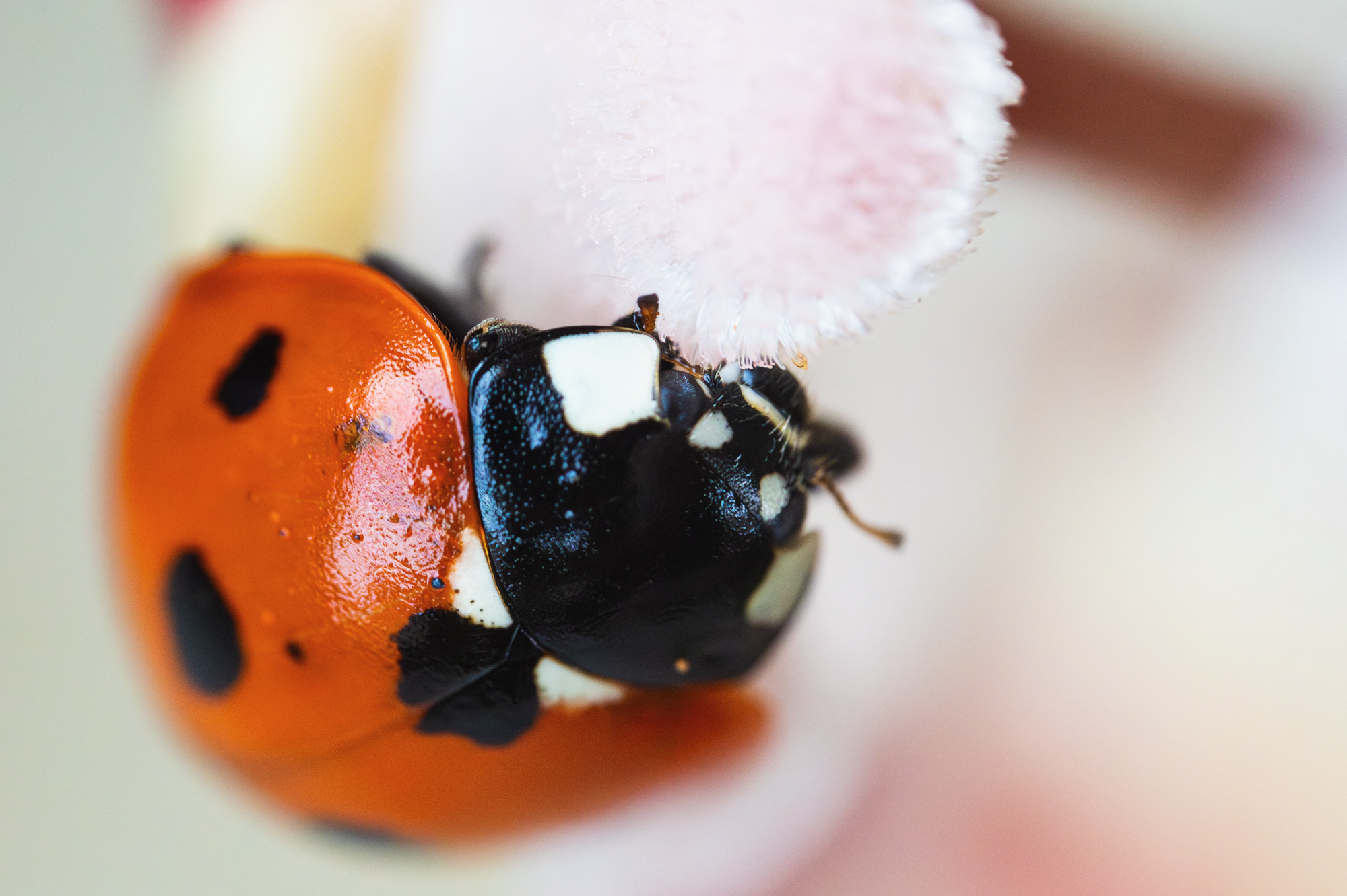 Coccinella