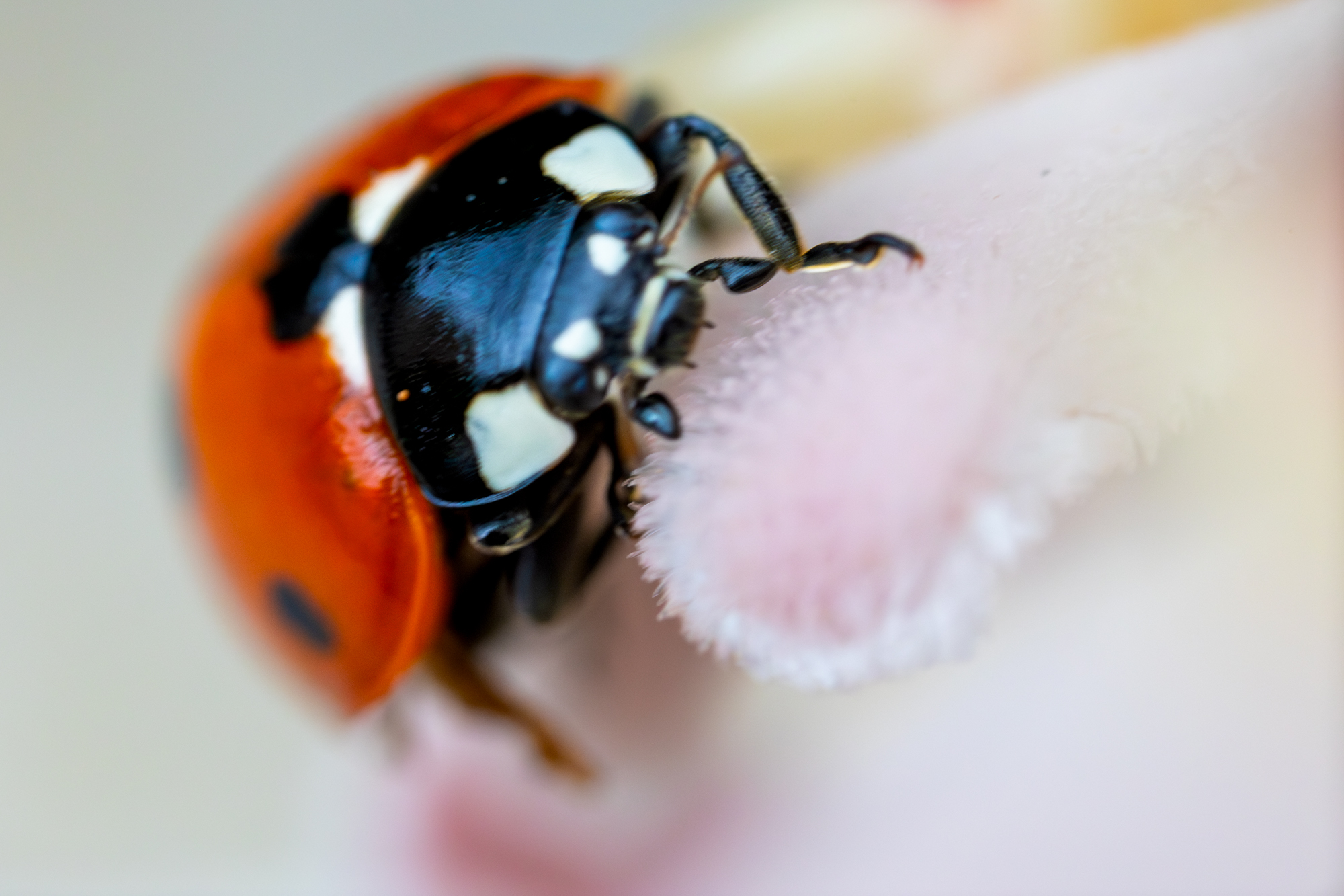 Coccinella