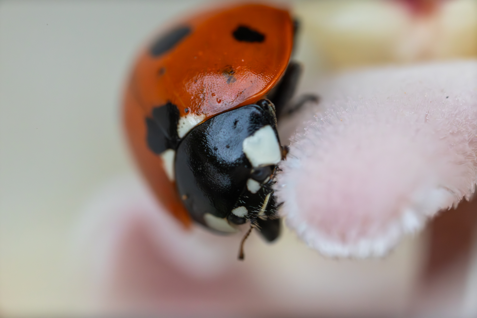 Coccinella