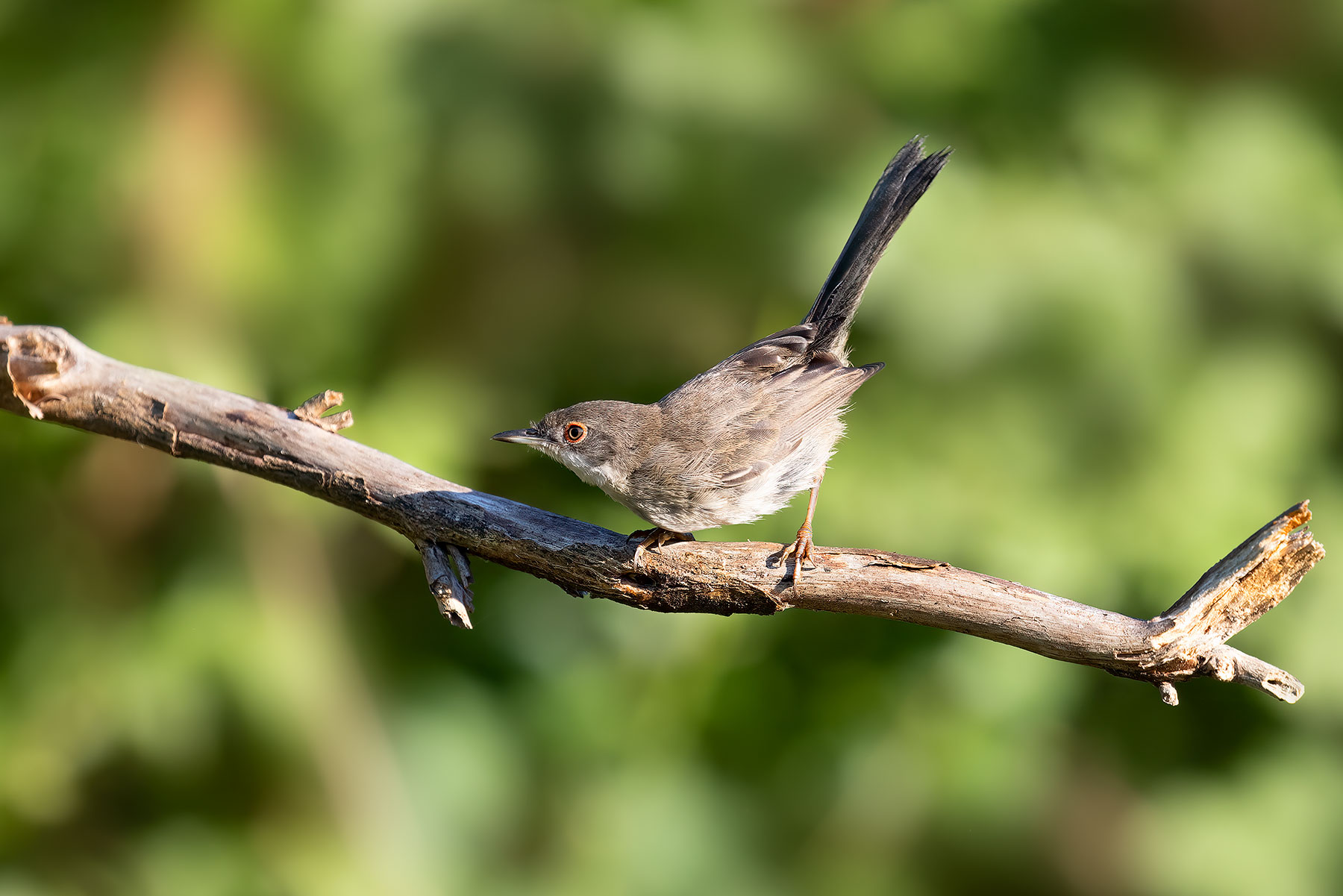 Young Warbler