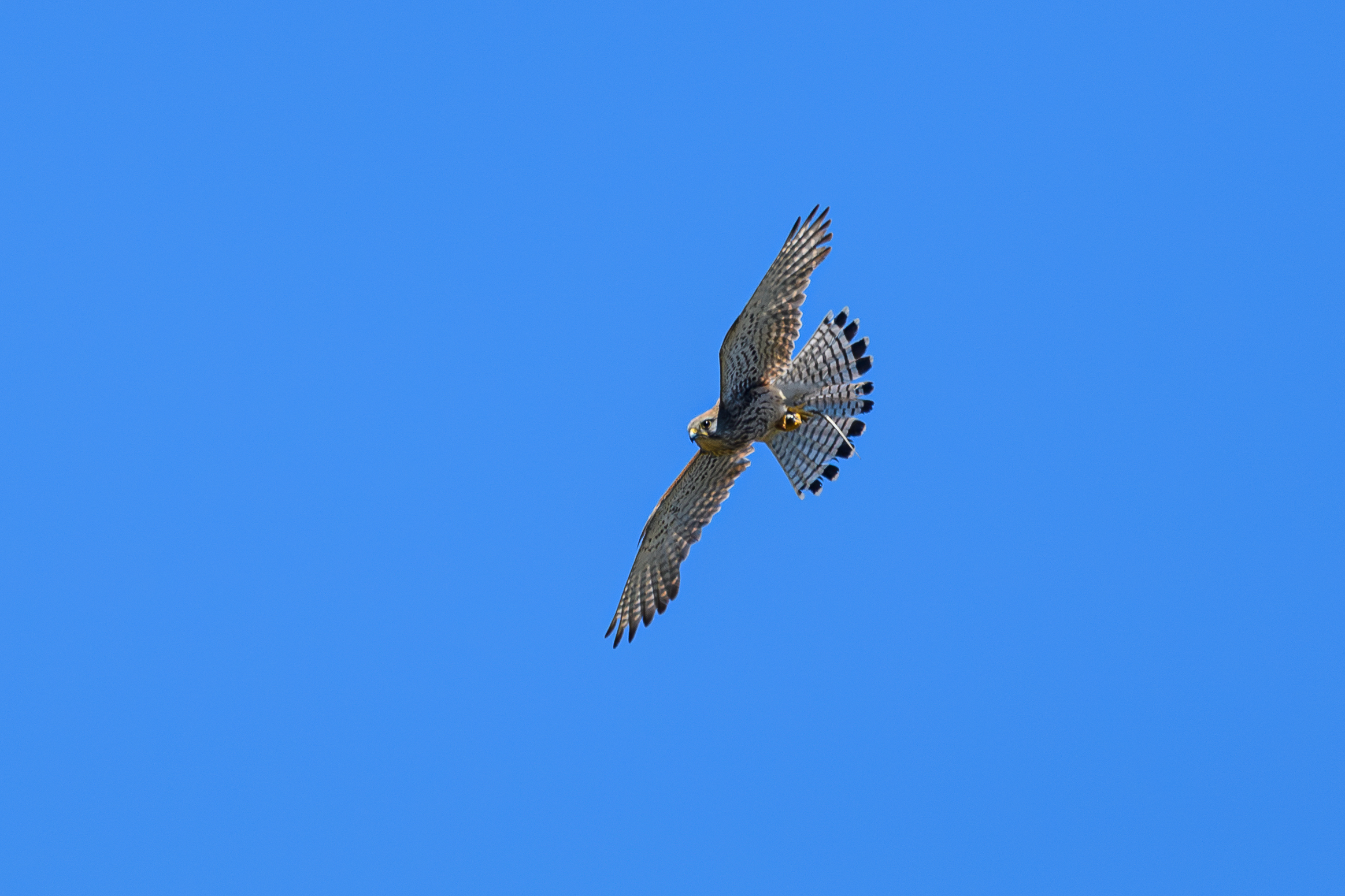 Kestrel