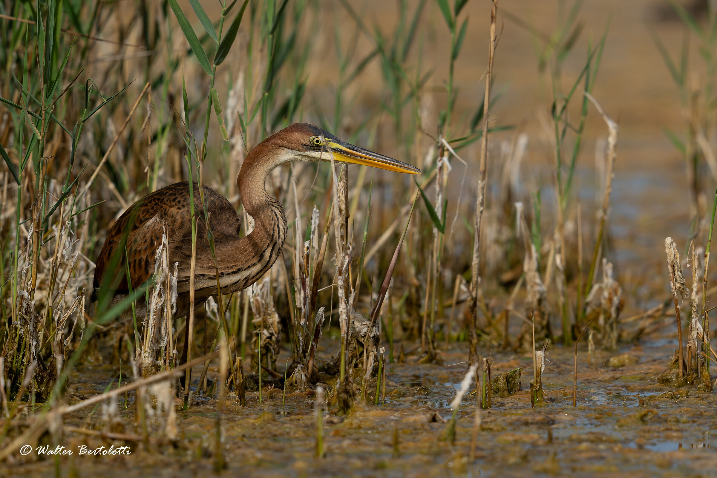The prince of the reeds