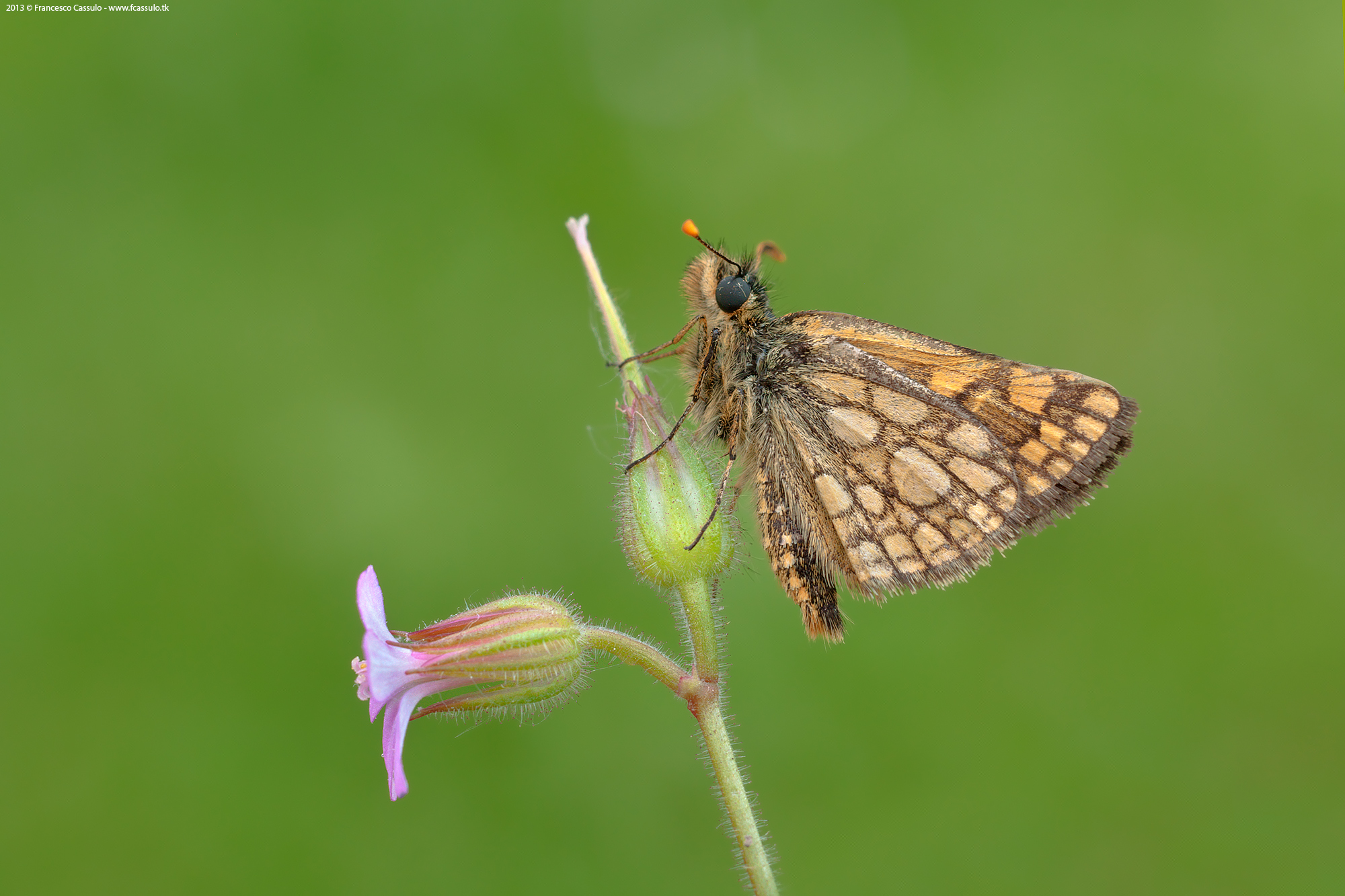 Carterocephalus palaemon (Pallas, 1771)