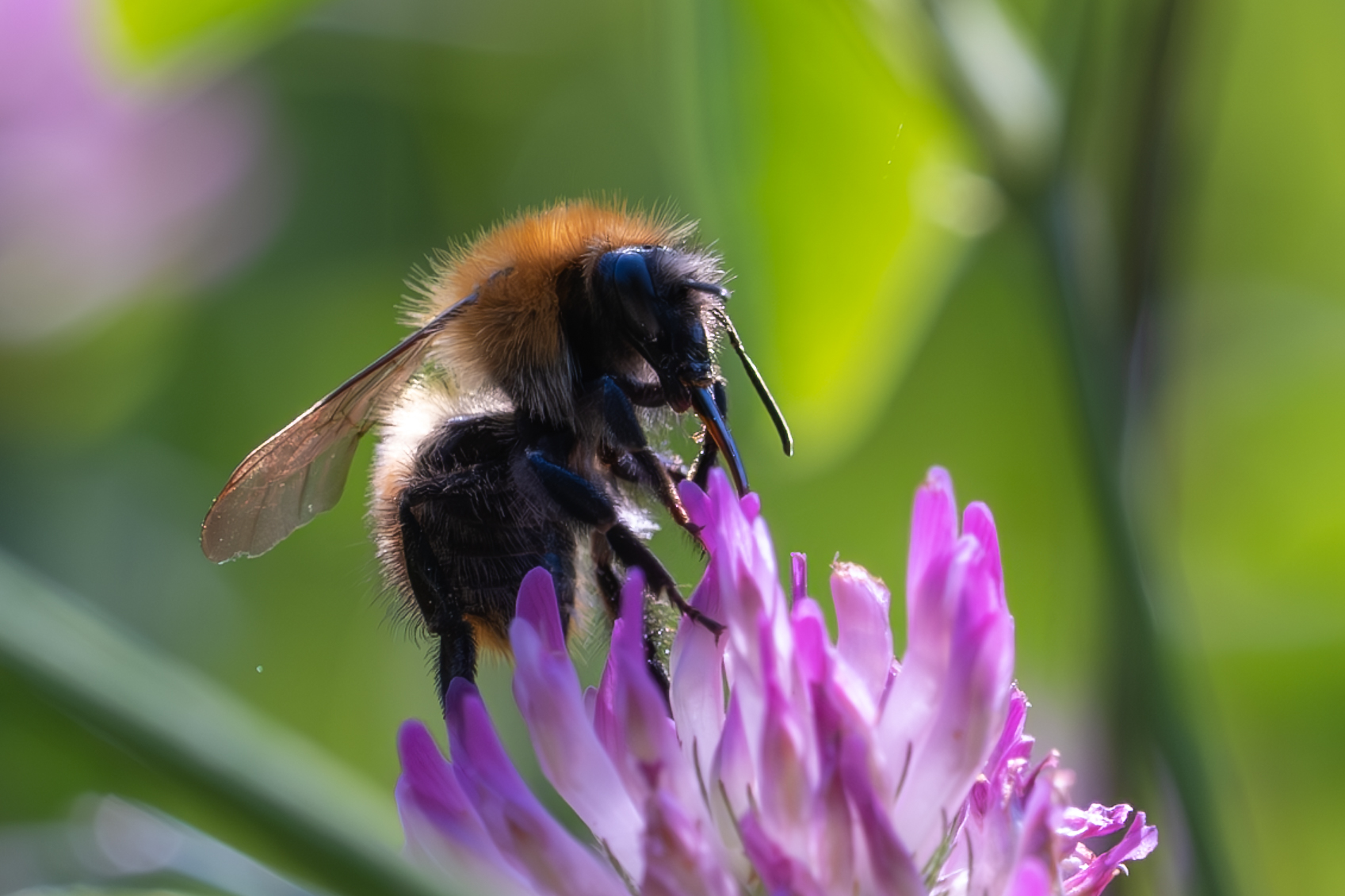 Bombus